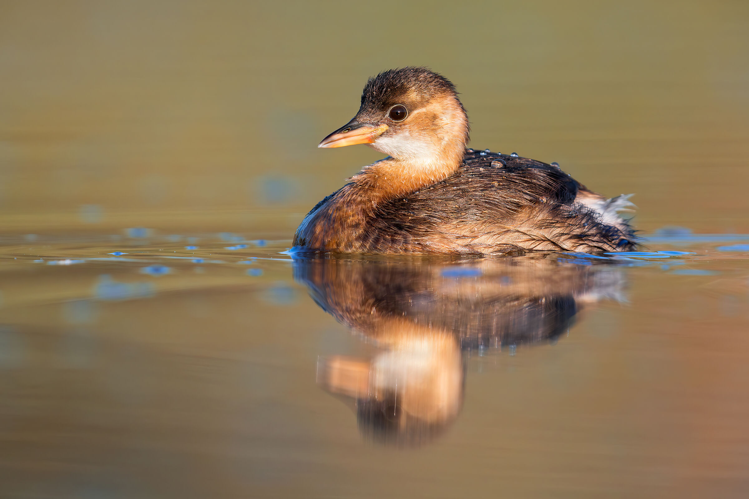 Little Grebe with 2X...