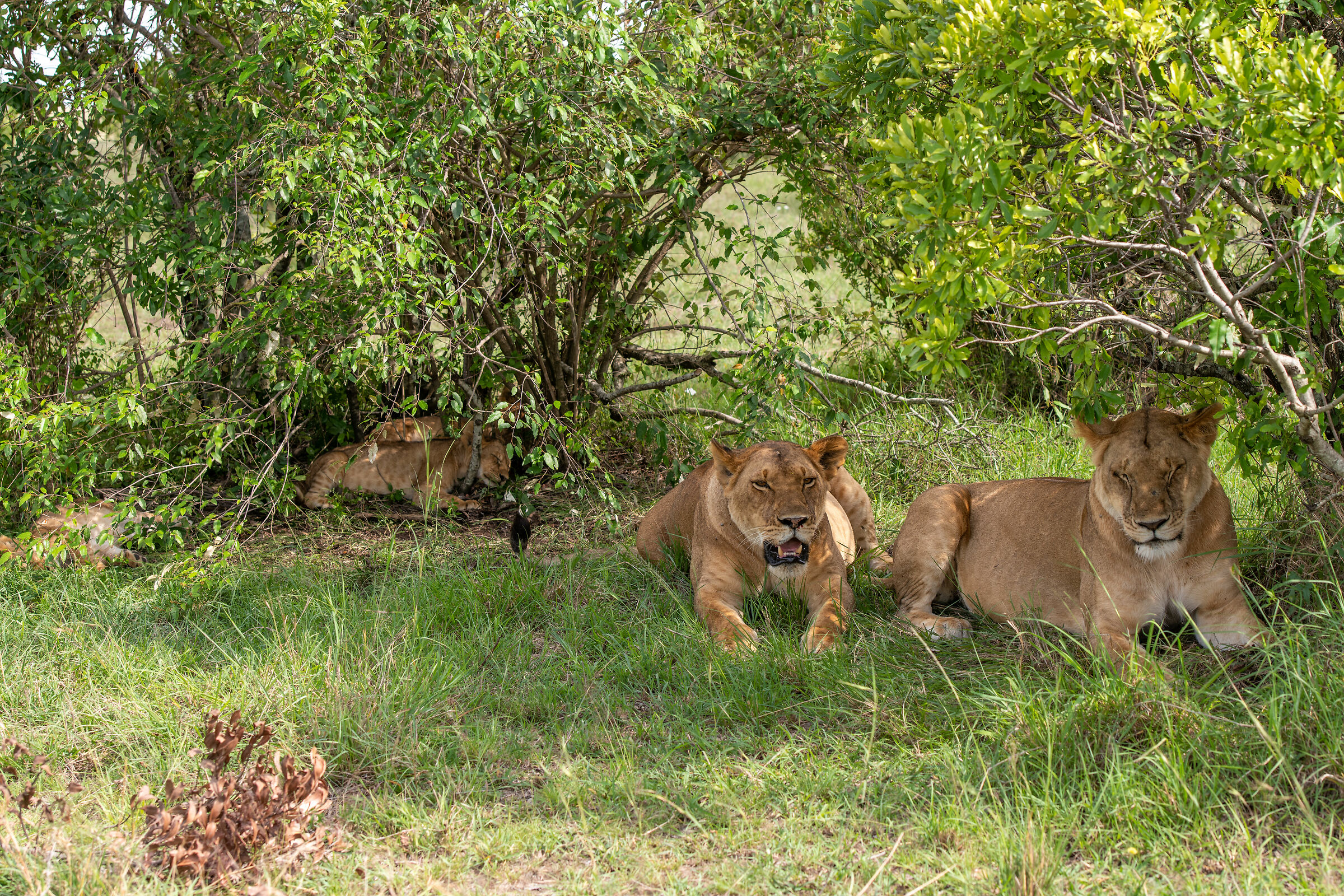 Lionesses with cubs...