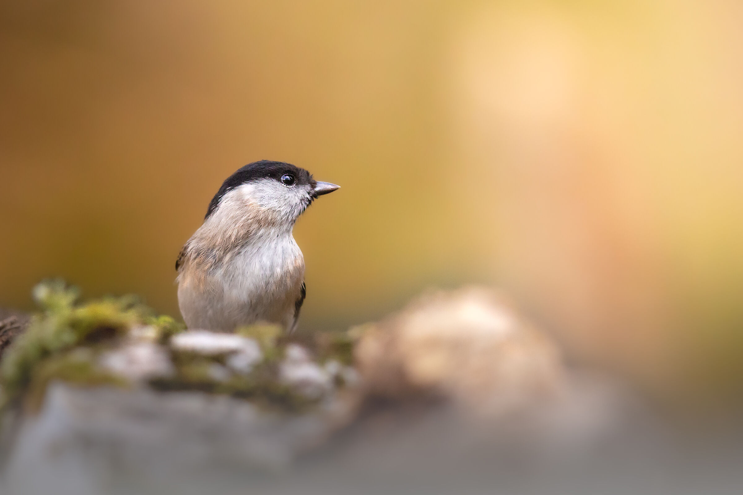 Titmouse at sunset...