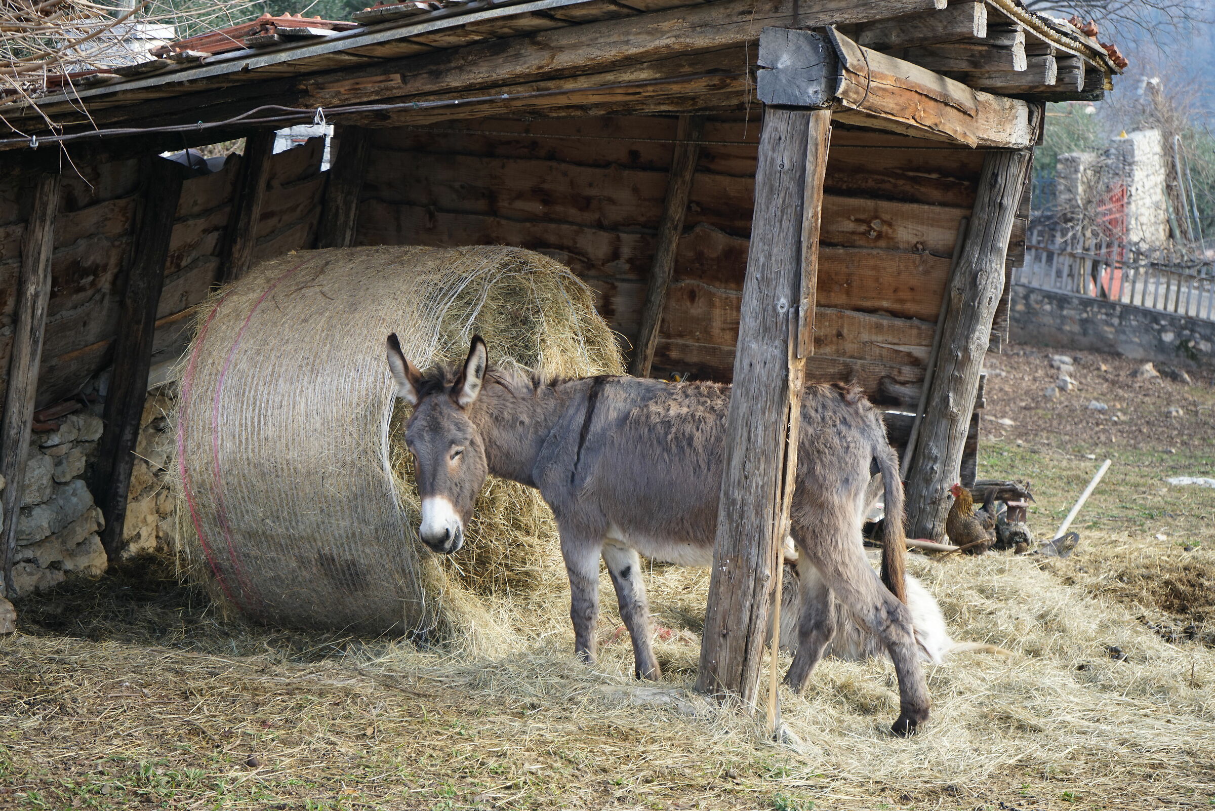 Smiling Donkey...