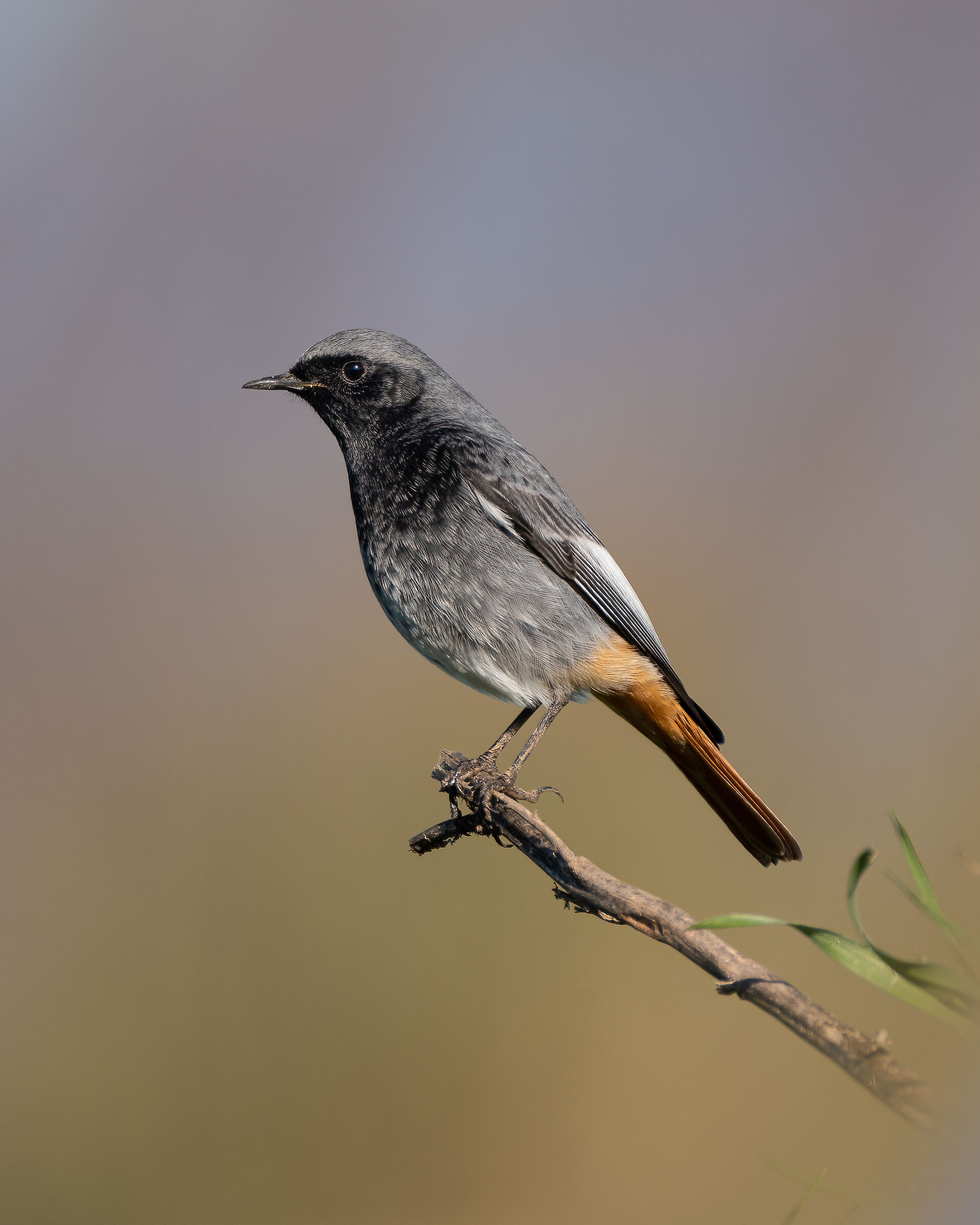 Redstart...