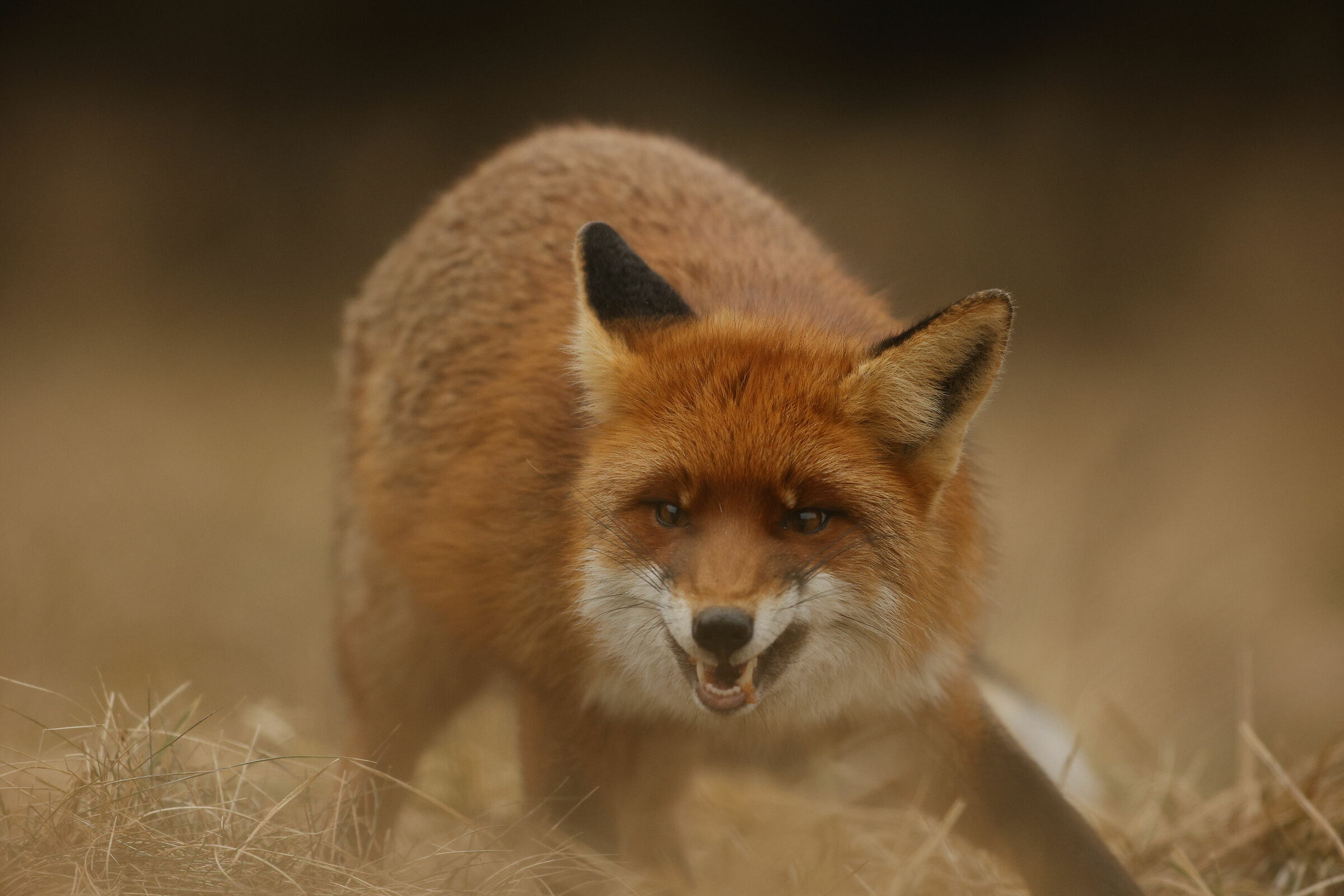 Angry Fox ...