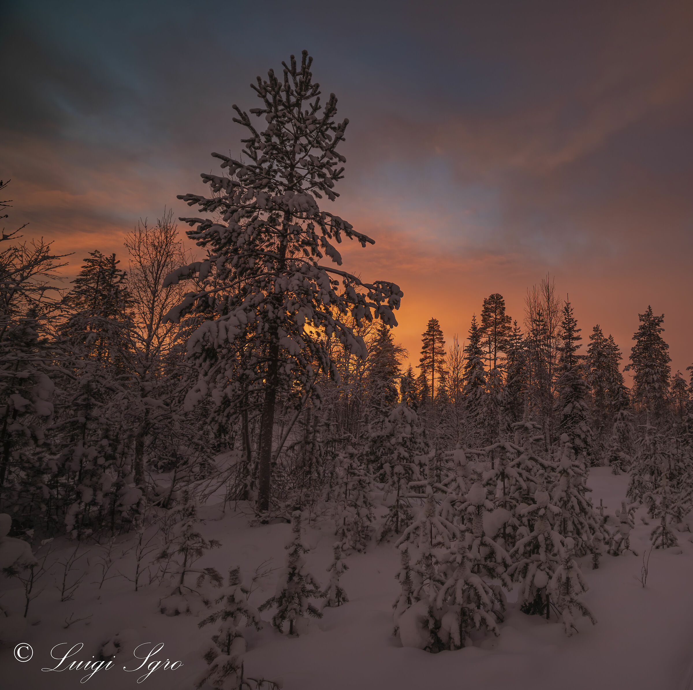 Almost constant sunset in the boreal forest ...