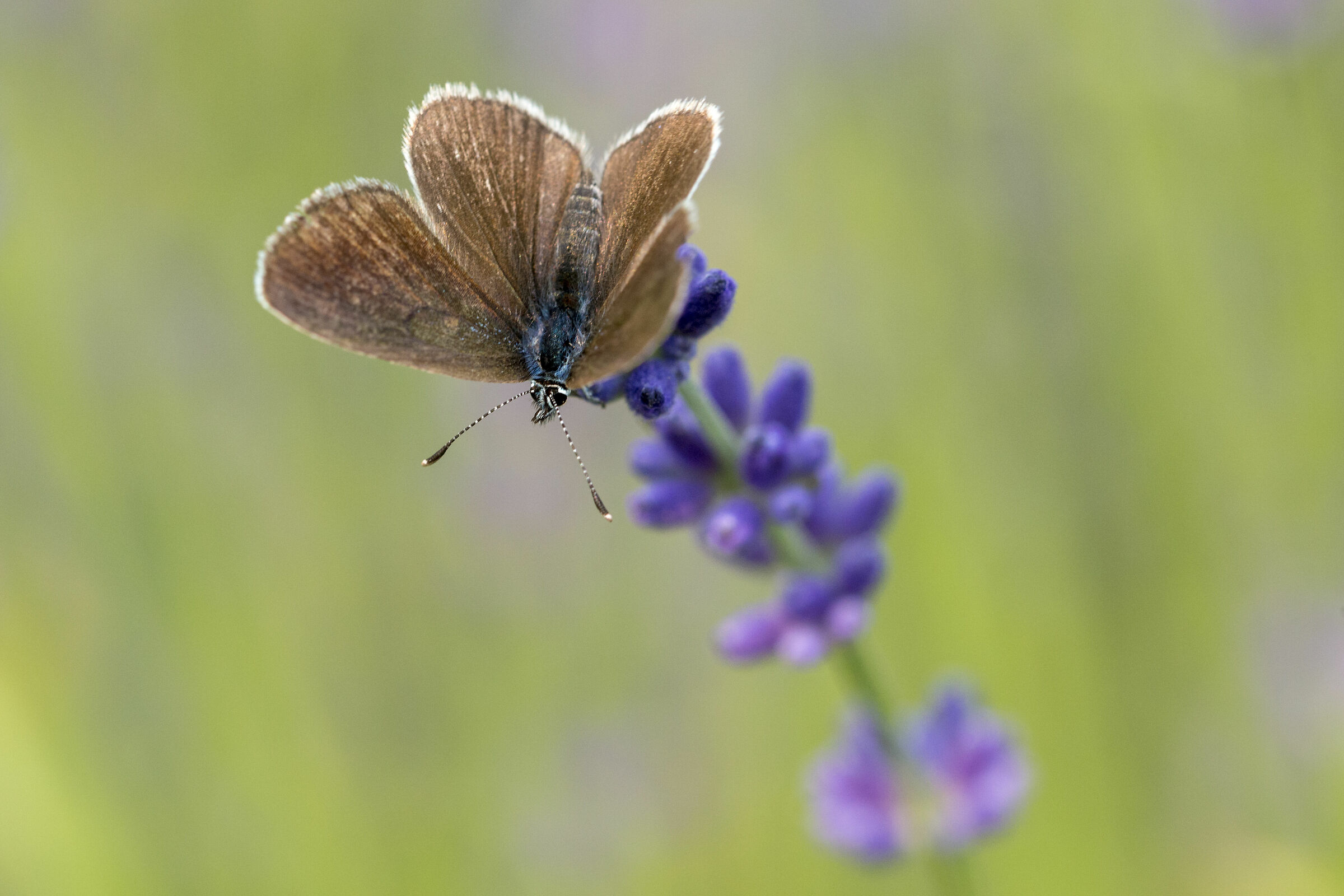 The butterfly on lavender...