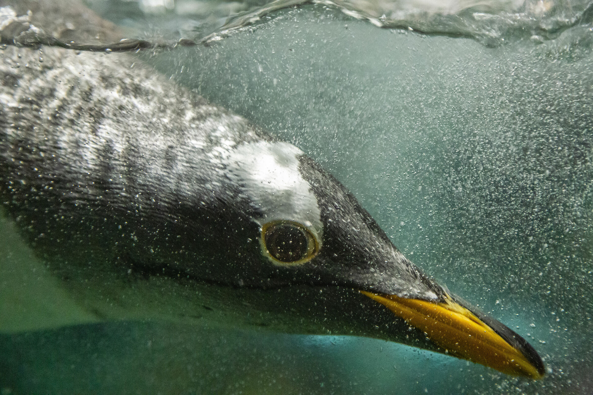 Penguin Splash...