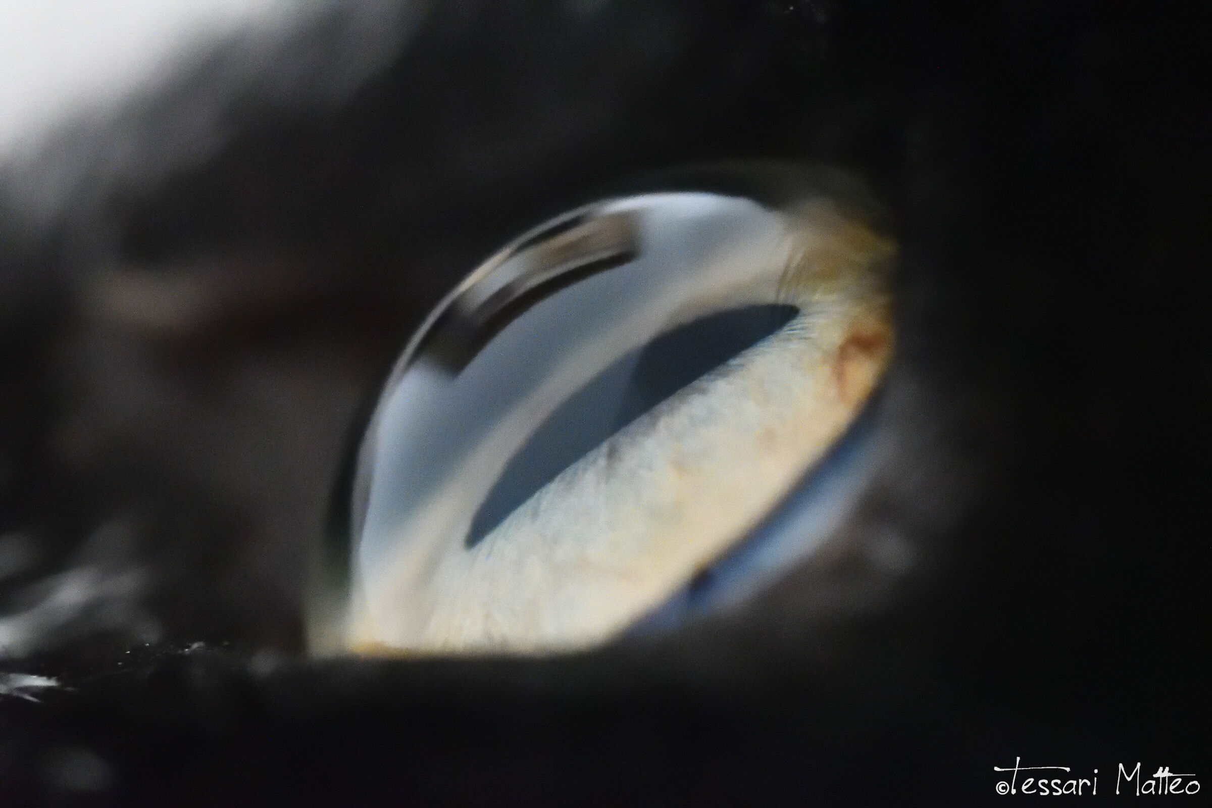 Cat's Eye Macro...