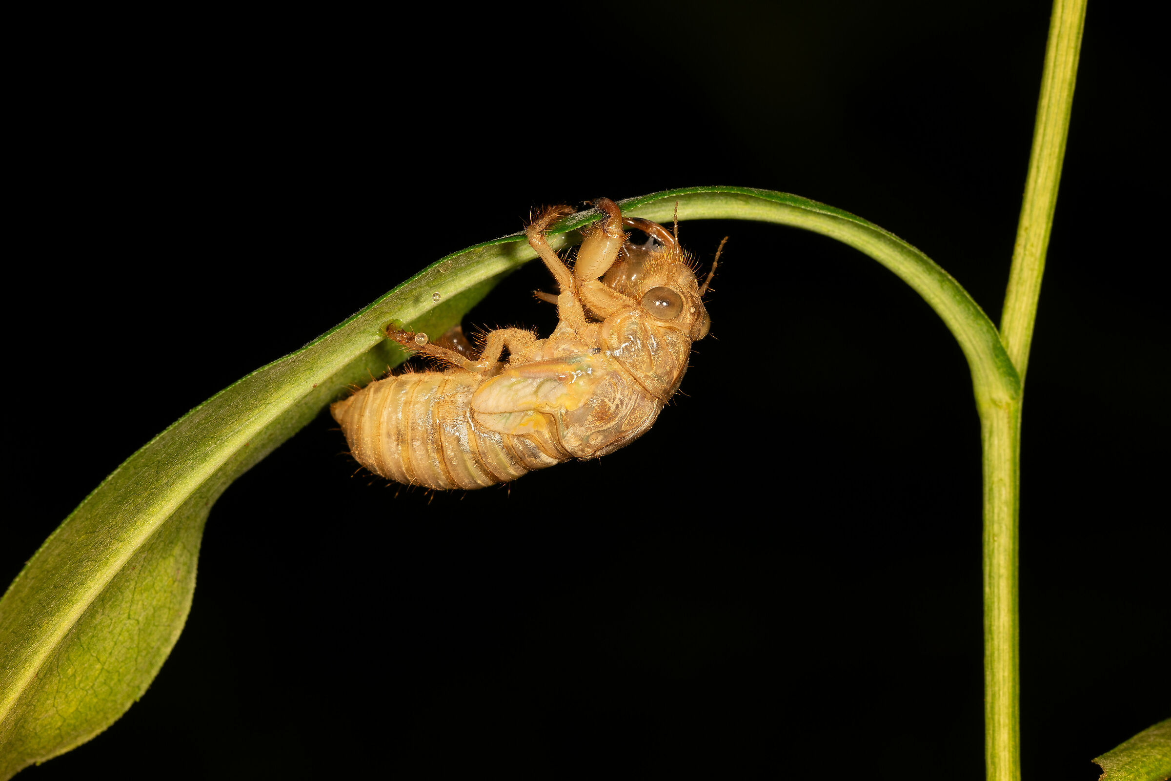 The metamorphosis of the cicada, 1...