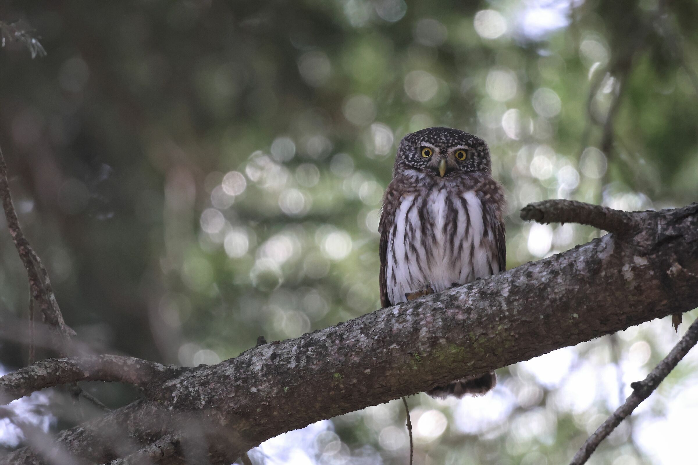 The sentinel of the woods... The Dwarf Owl ...