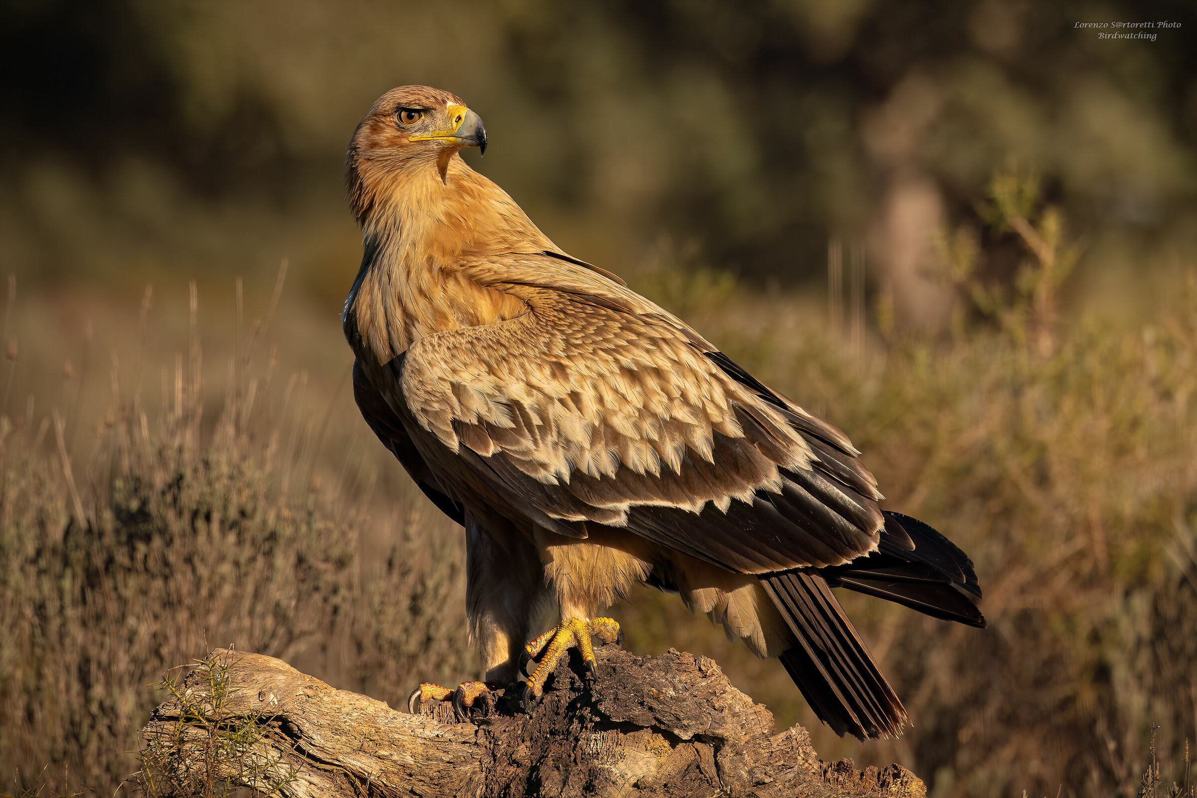Young Iberian Imperial Eagle ...