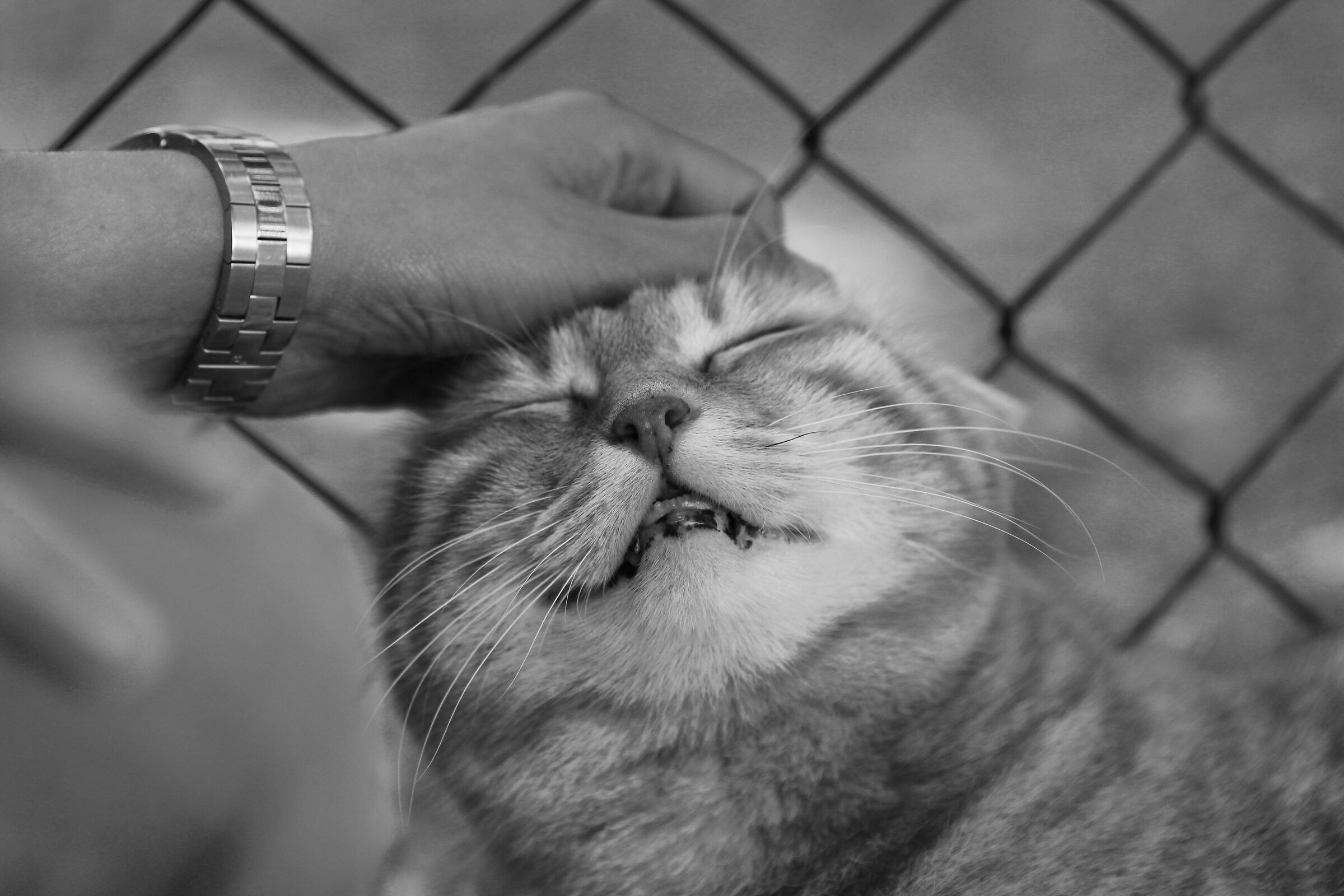 Smiling cat...