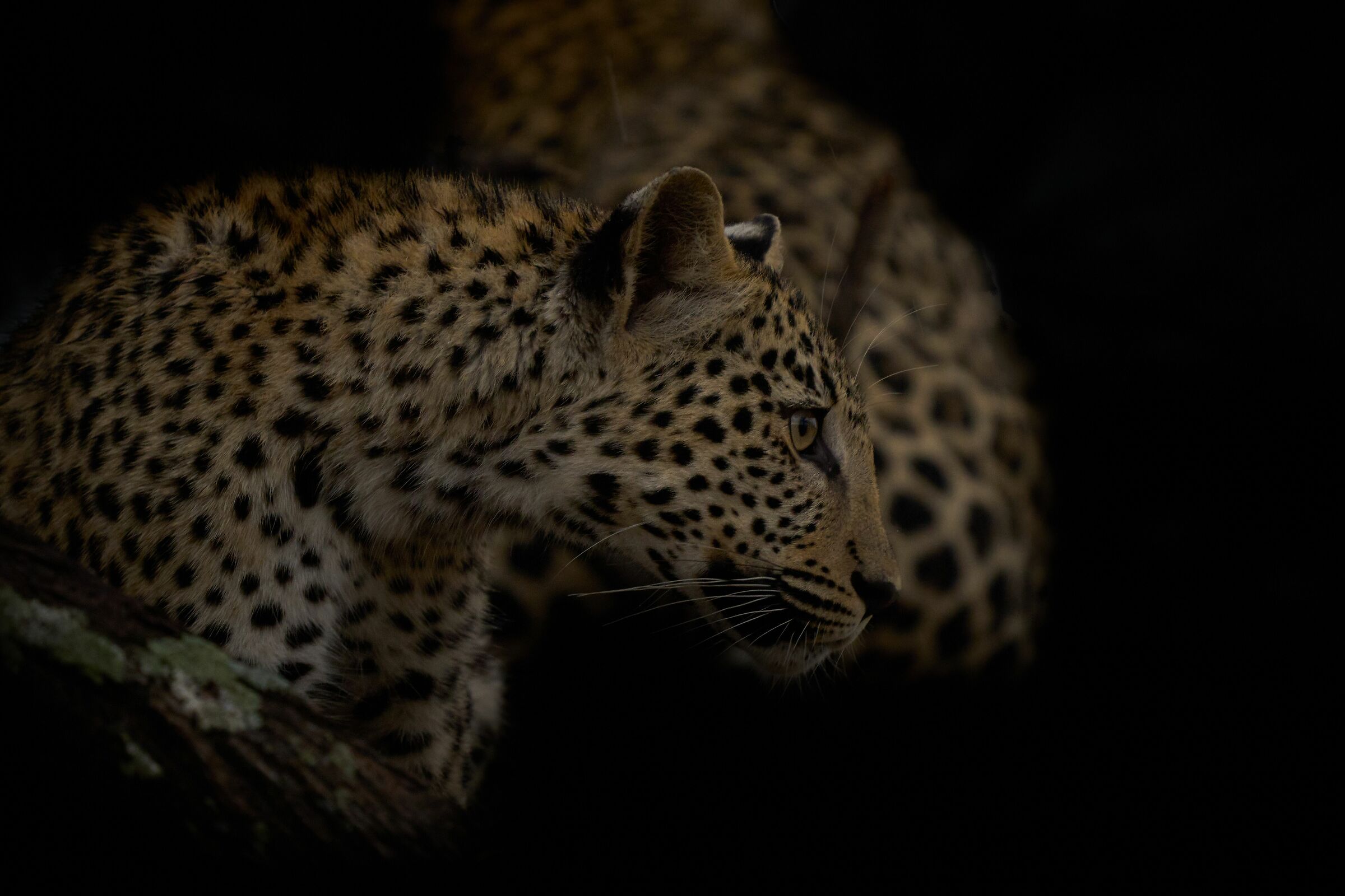 Leopardo (Okonjima Nature Reserve - Namibia 2023)...
