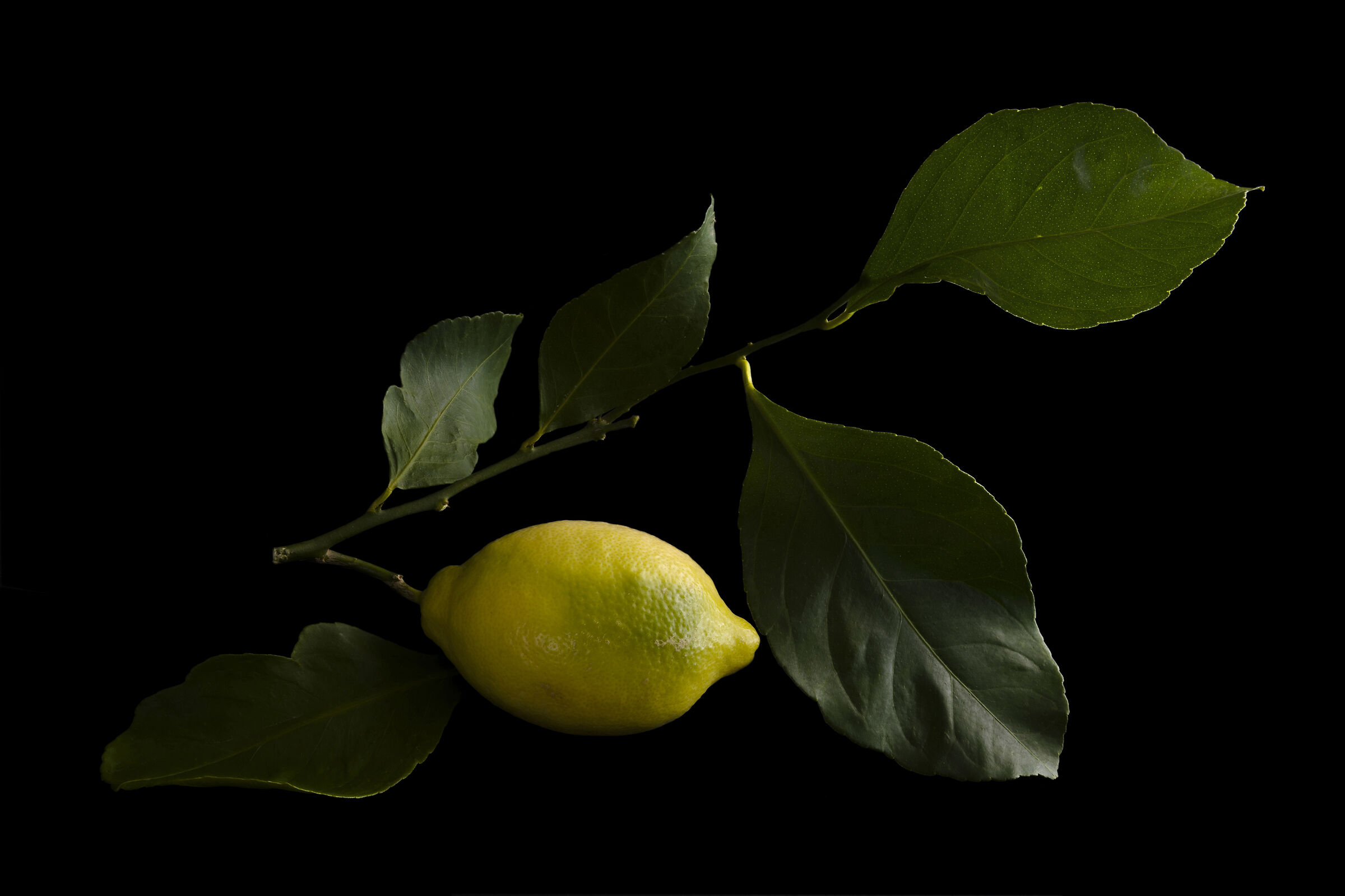Lemon and leaves...