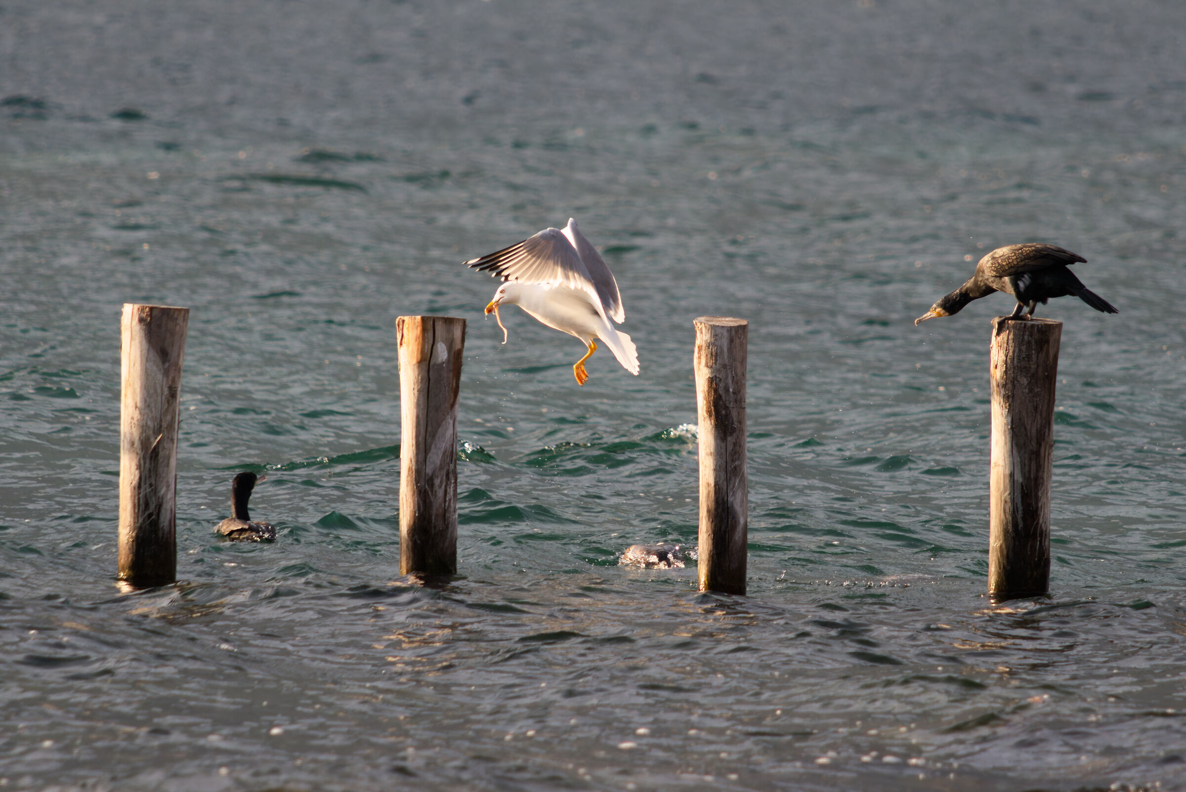 Seagull with prey among cormorants...