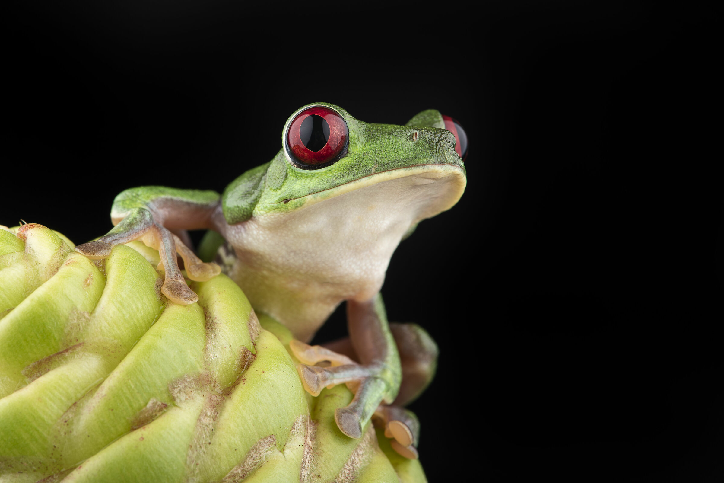 Red-eyed tree frog (Agalychnis callidryas)...