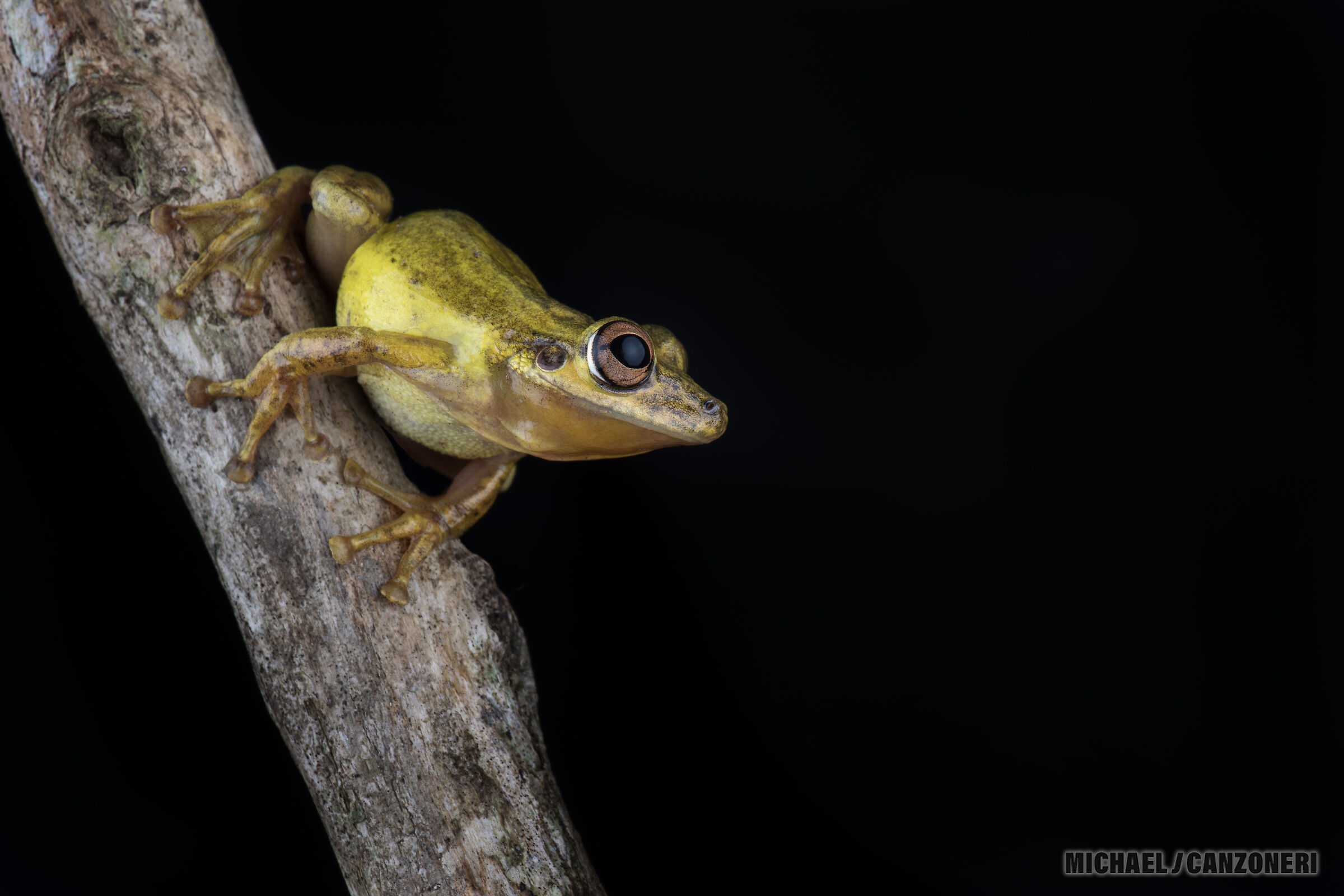 Olive snouted tree frog (Scinax elaeochroa)...