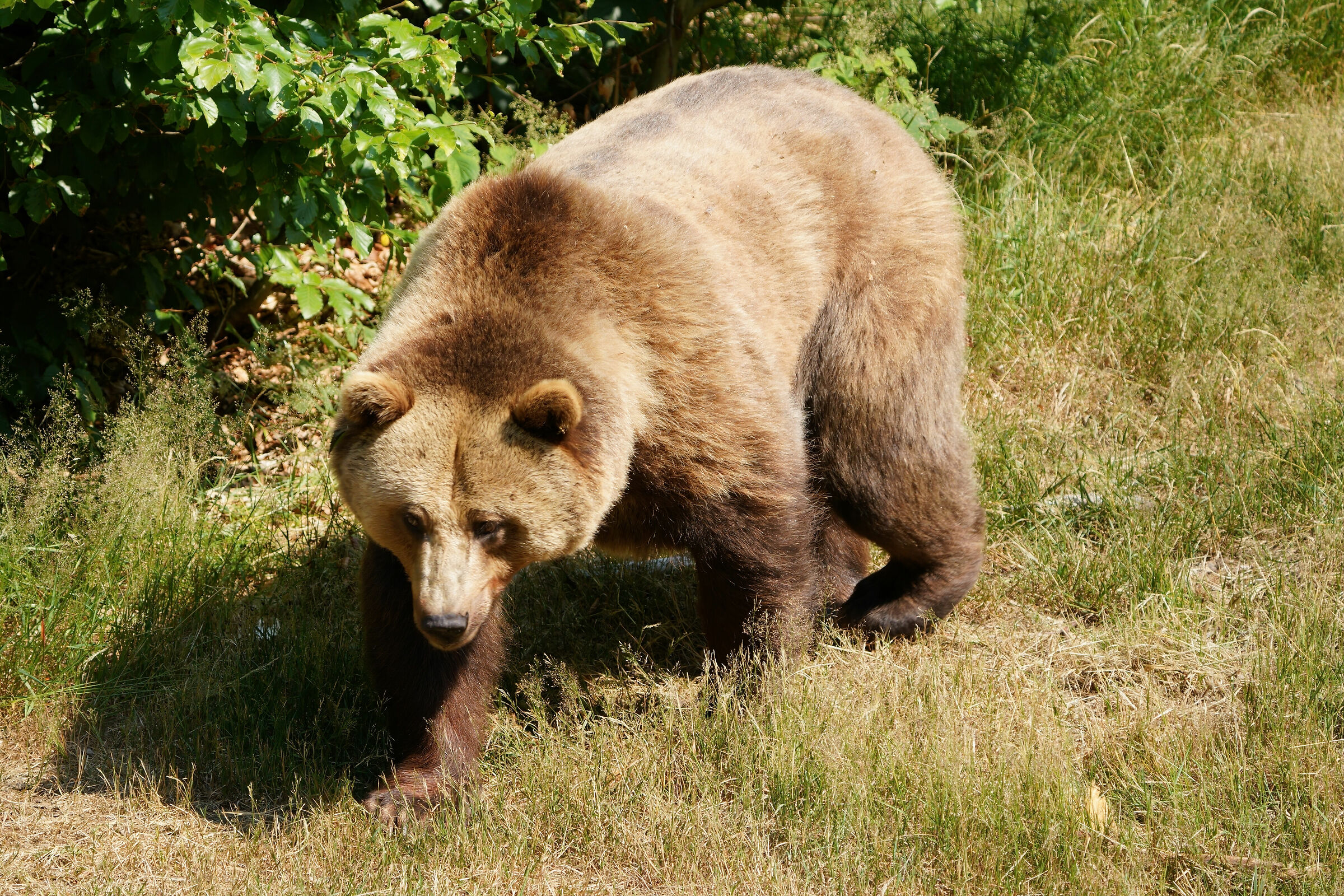 Female European Bear ...