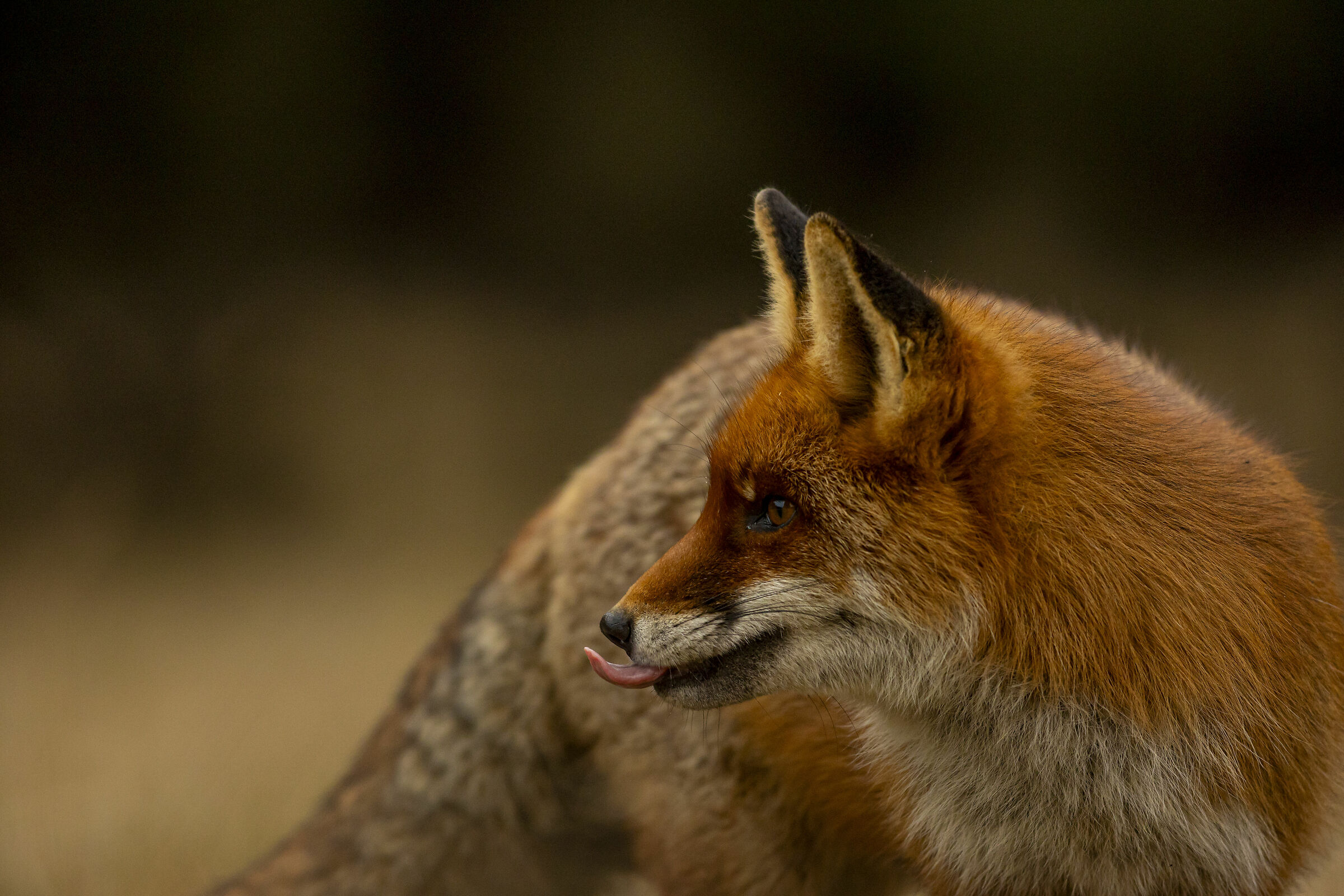 Fox tongue...