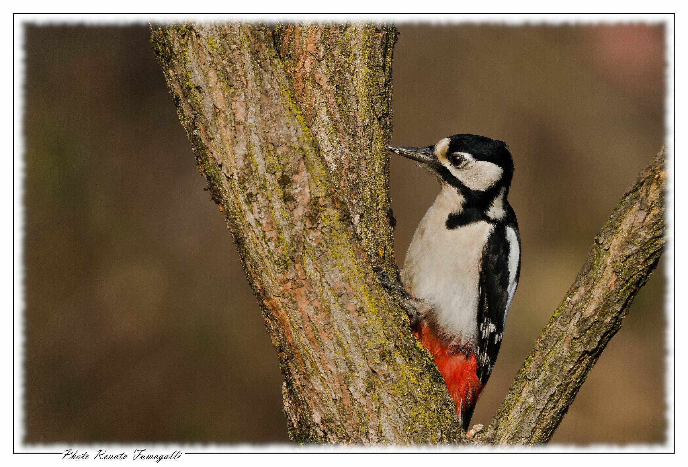 Female Great Spotted Woodpecker (Dendrocopos major)...