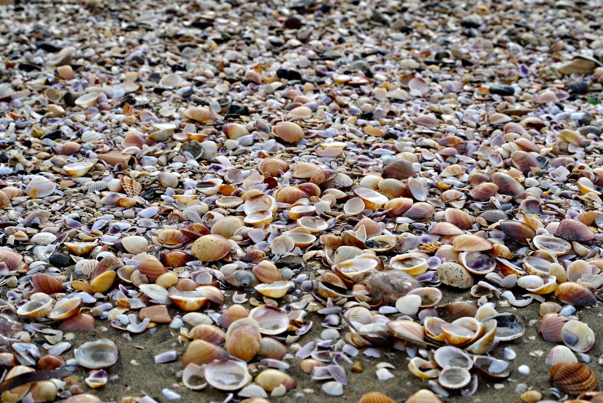 Shells Latina beach...