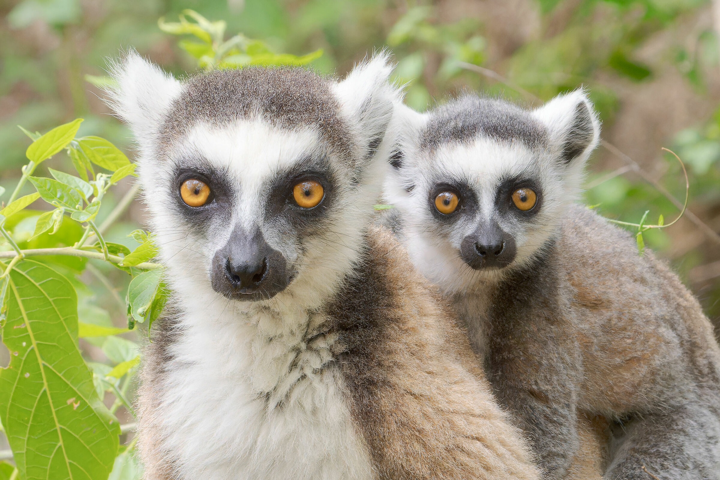 Ring-tailed lemur...