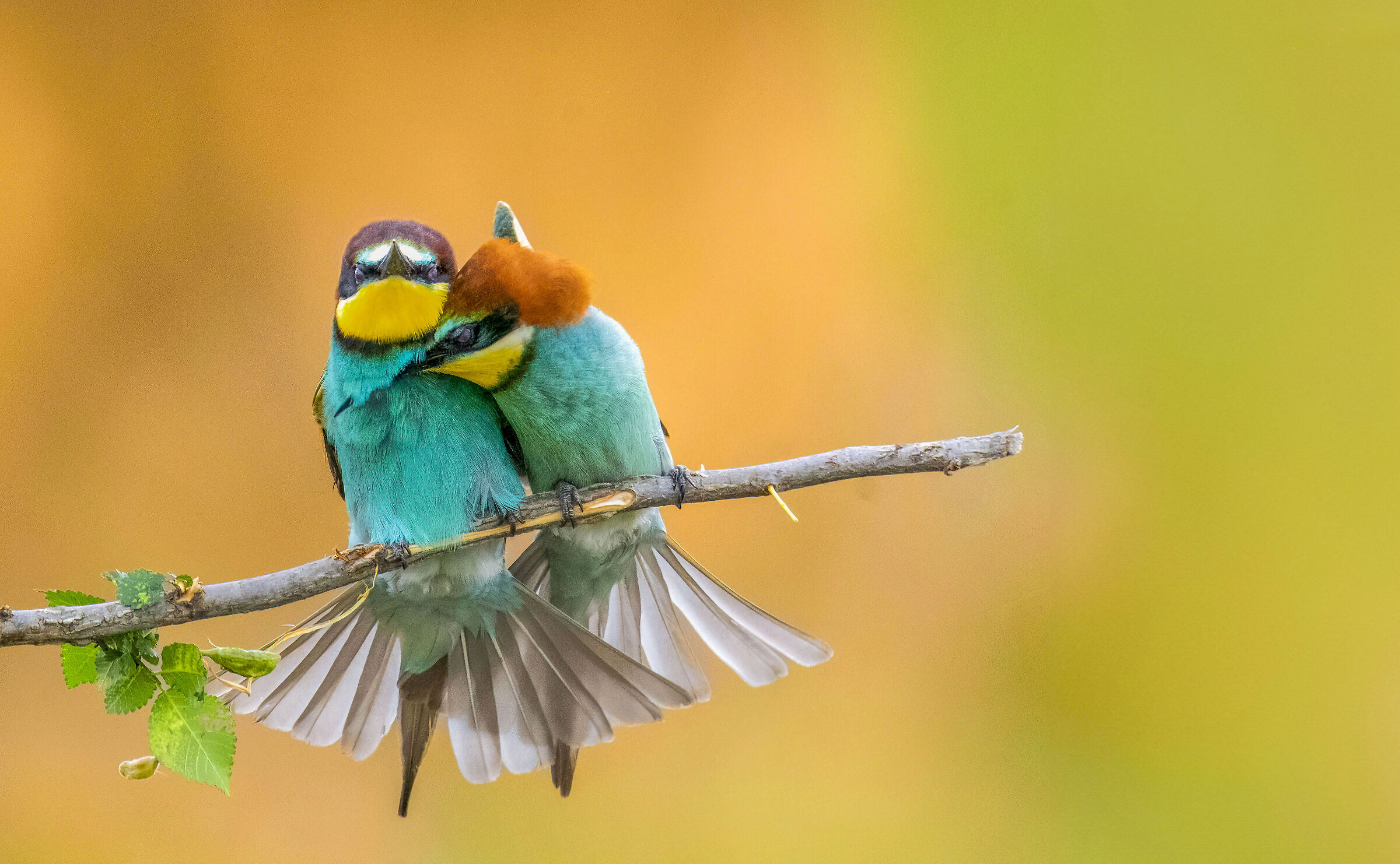 Bee-eaters in Love Girno 2023...