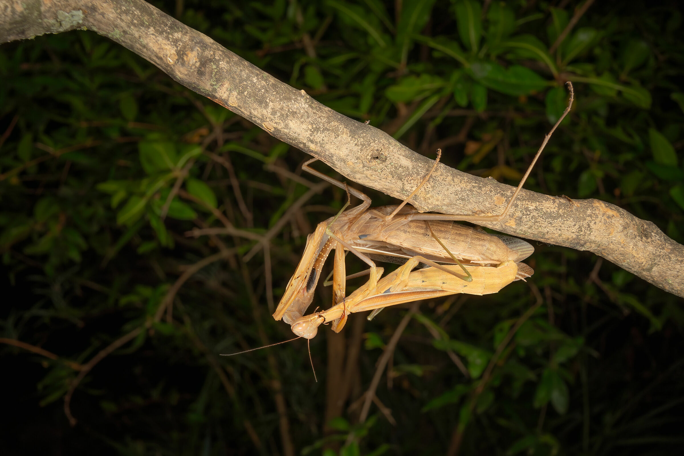 The Mating of the Mantis, 6...