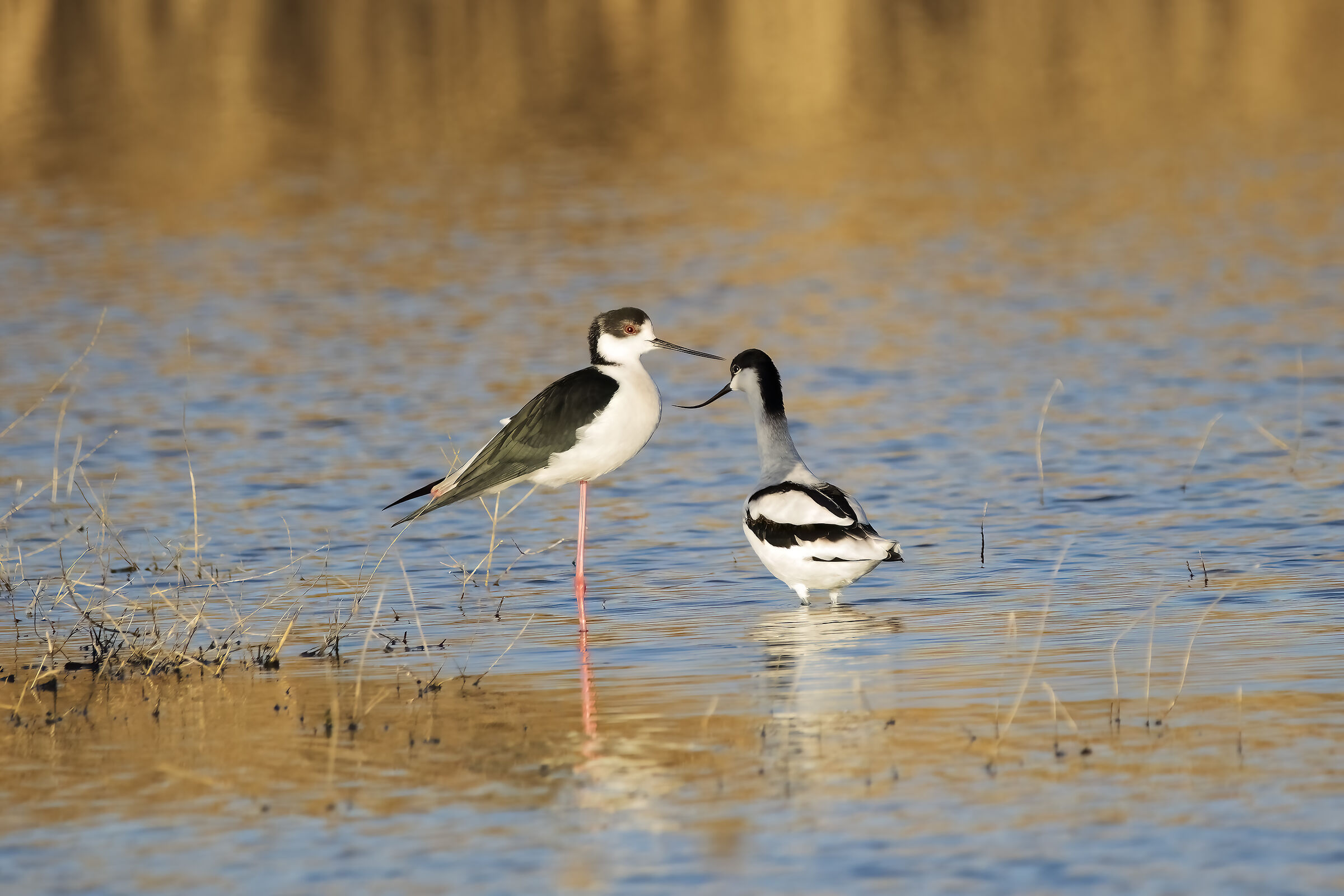 The Knight and the Avocet...