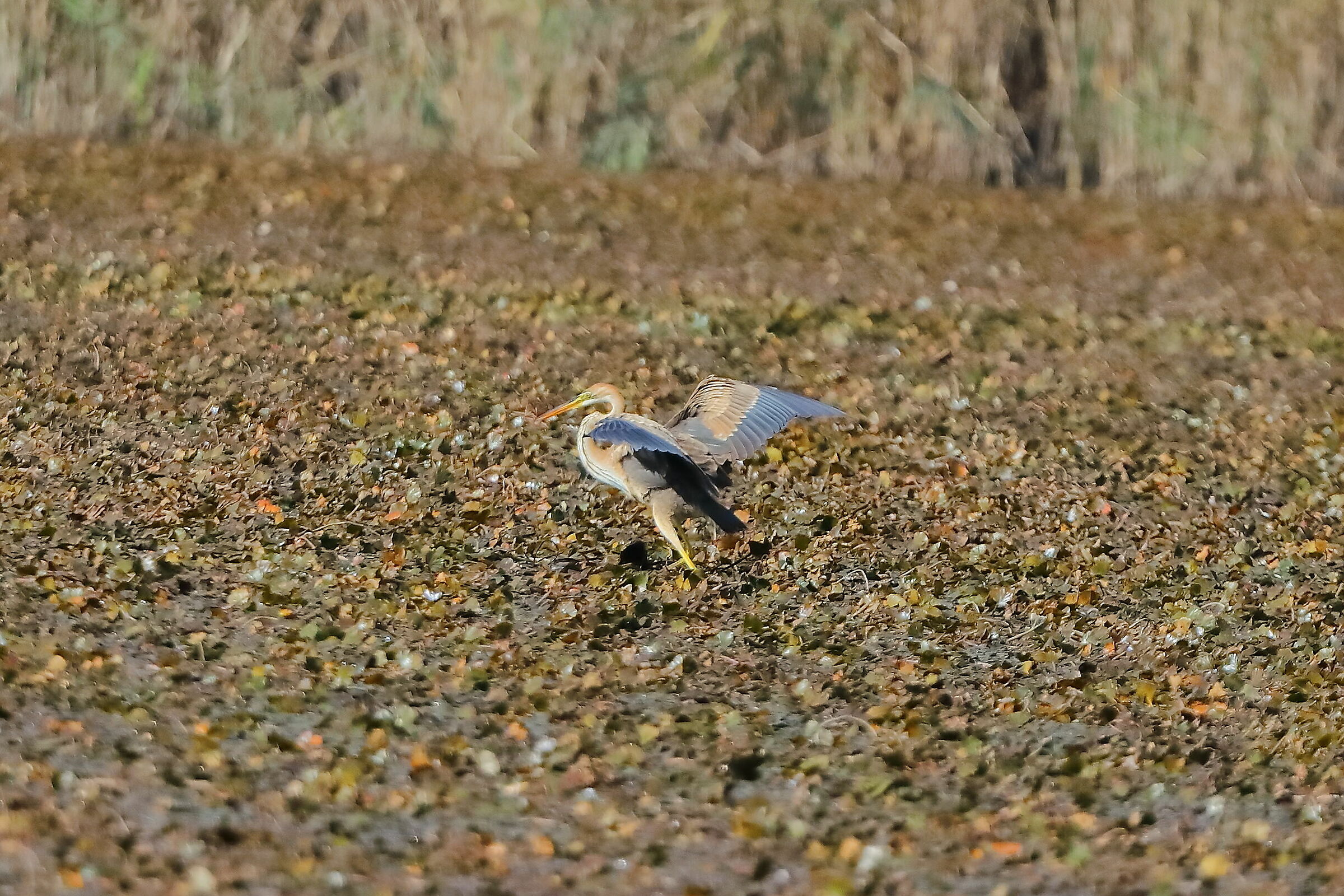 Purple Heron 28-09-2023...