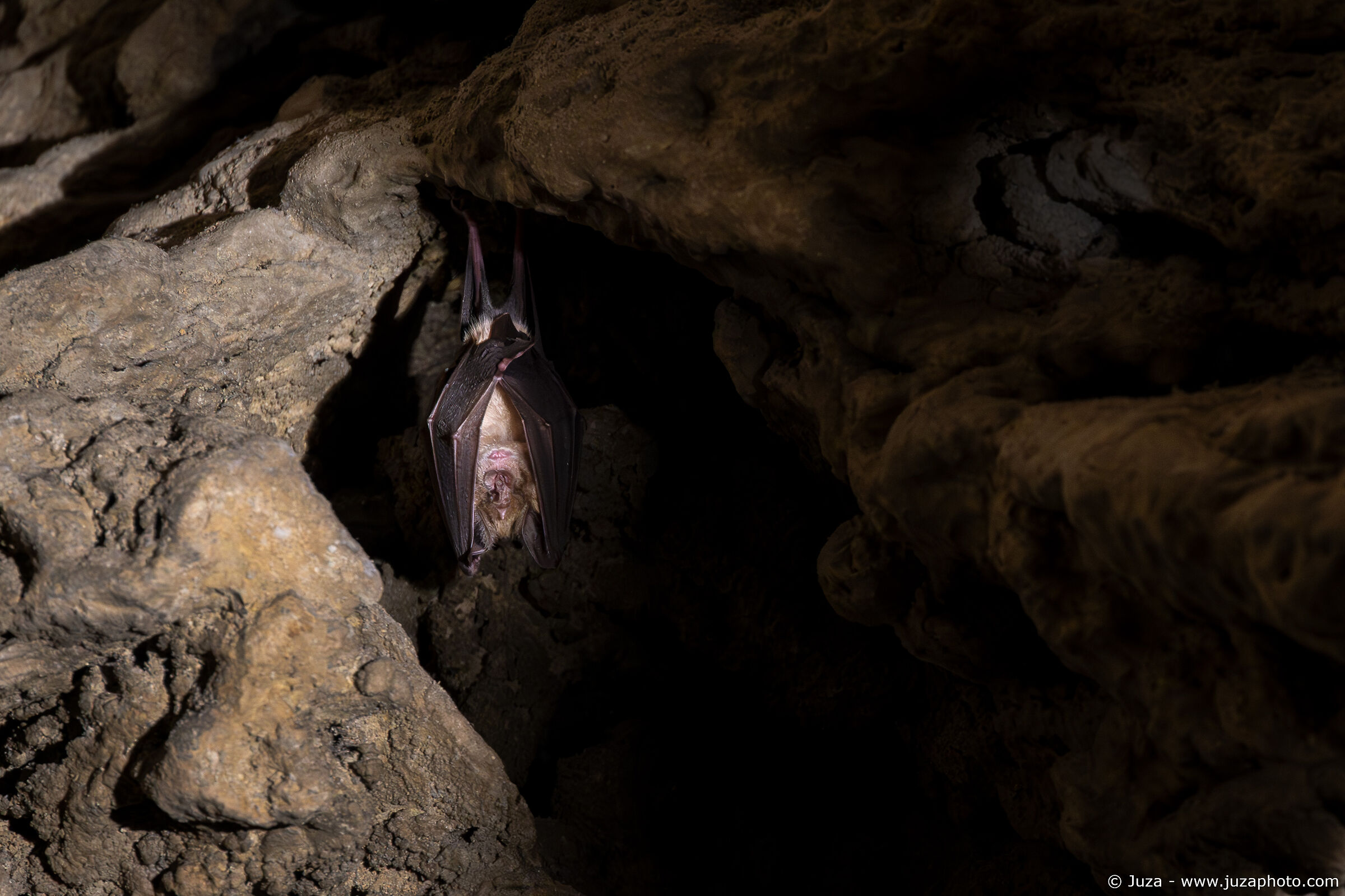 Bat, Wind Cave...