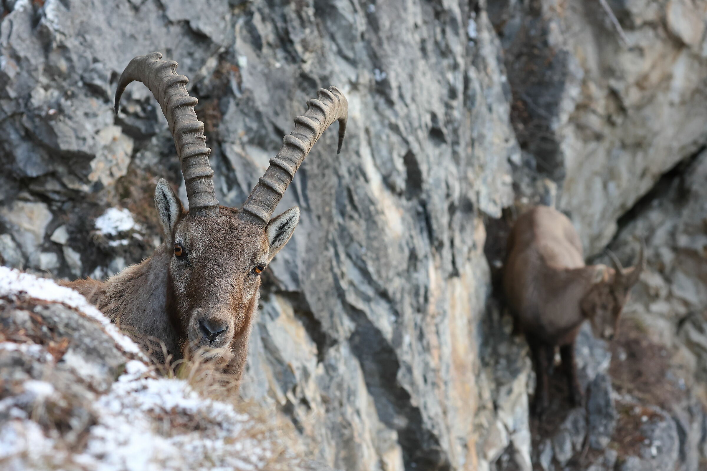 On the edge of the cliff with the ibex...