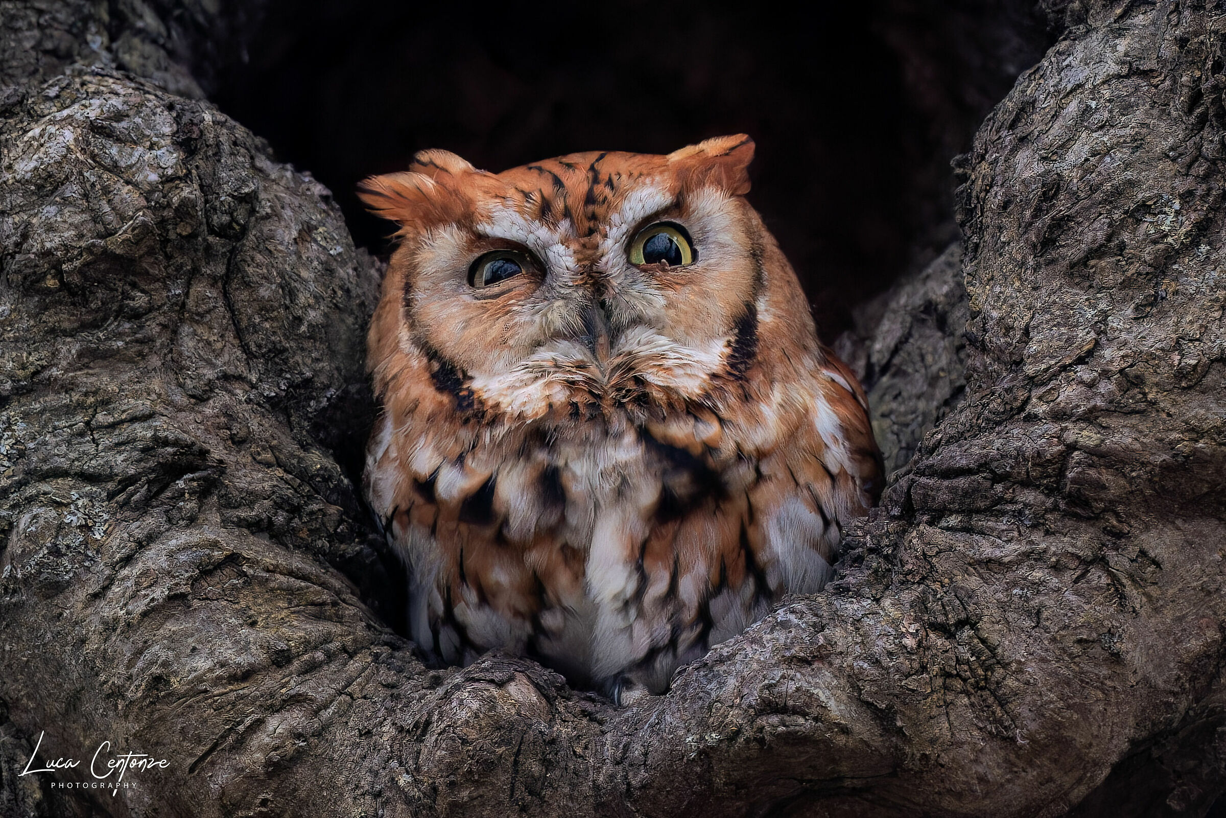 Eastern Screech-Owl RedMorph (Megascop asio)...