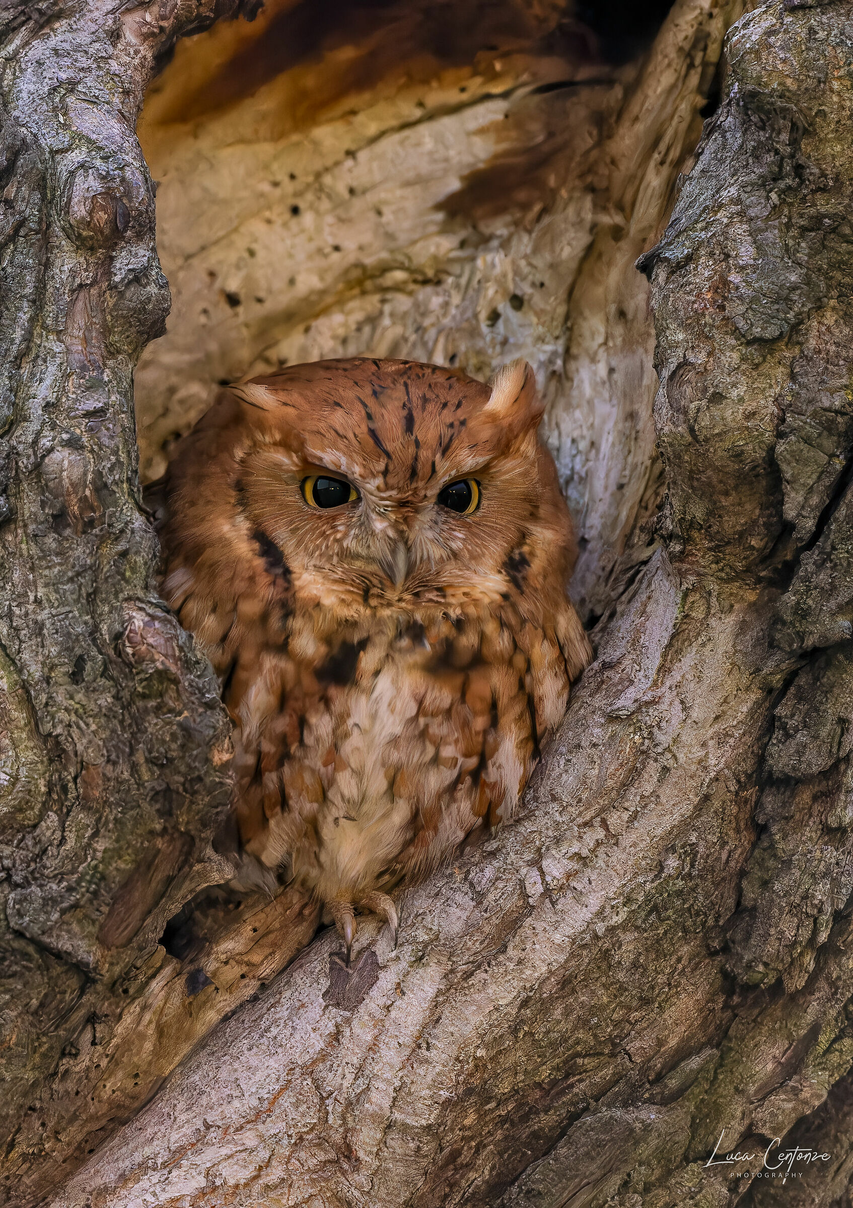 Eastern Screech-Owl RedMorph (Megascop asio)...
