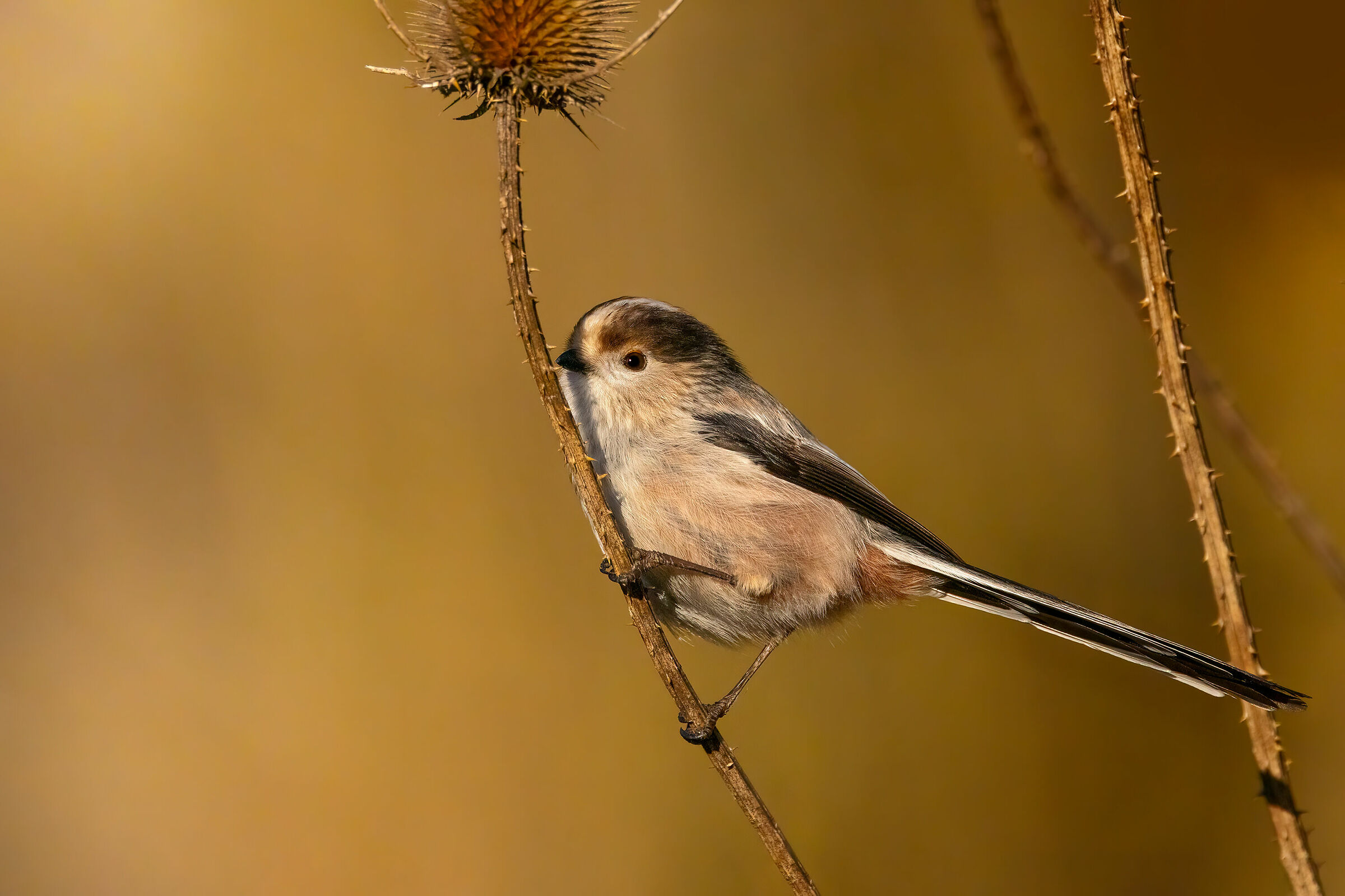 Long-tailed...