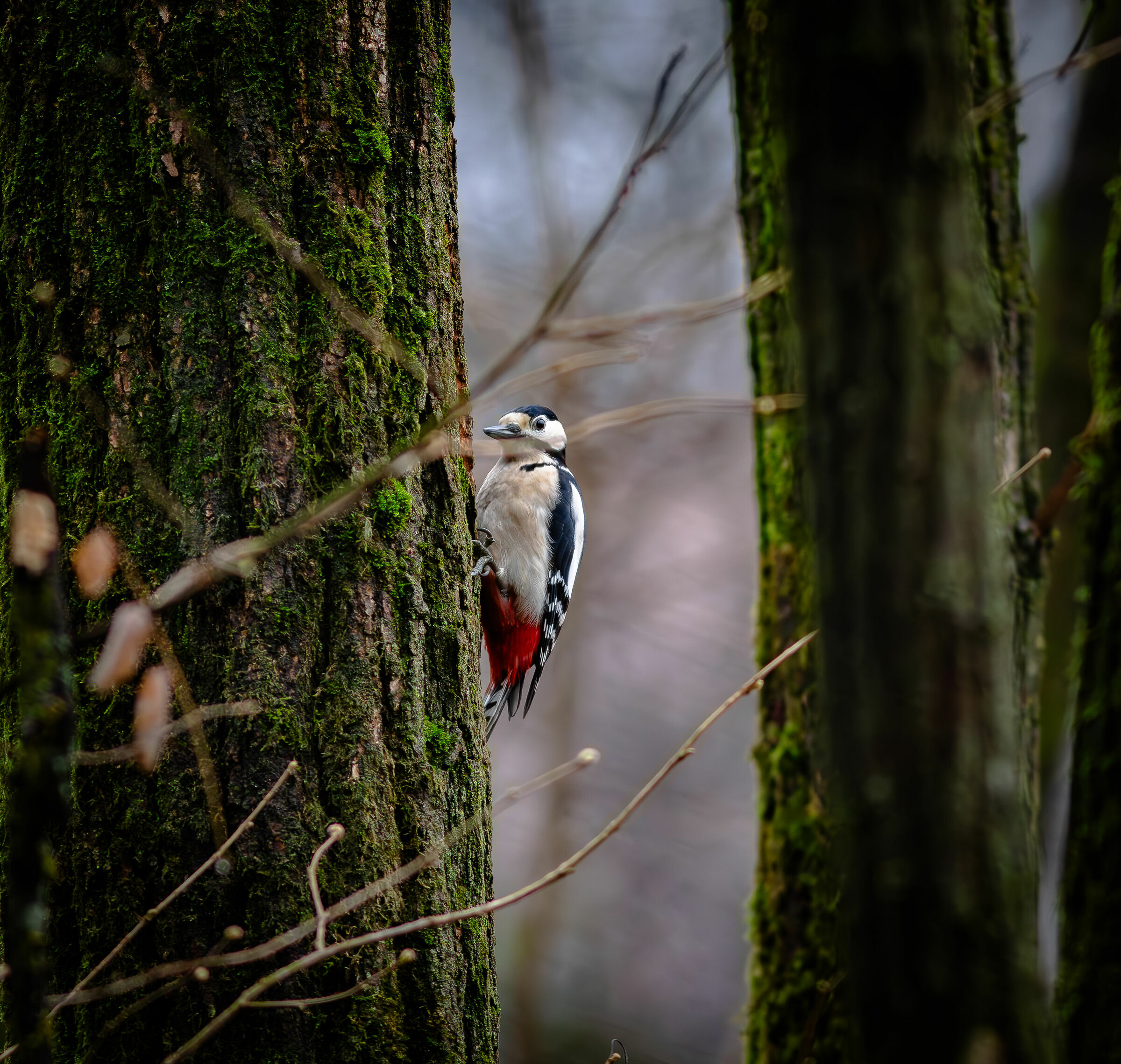 Great spotted woodpecker ...