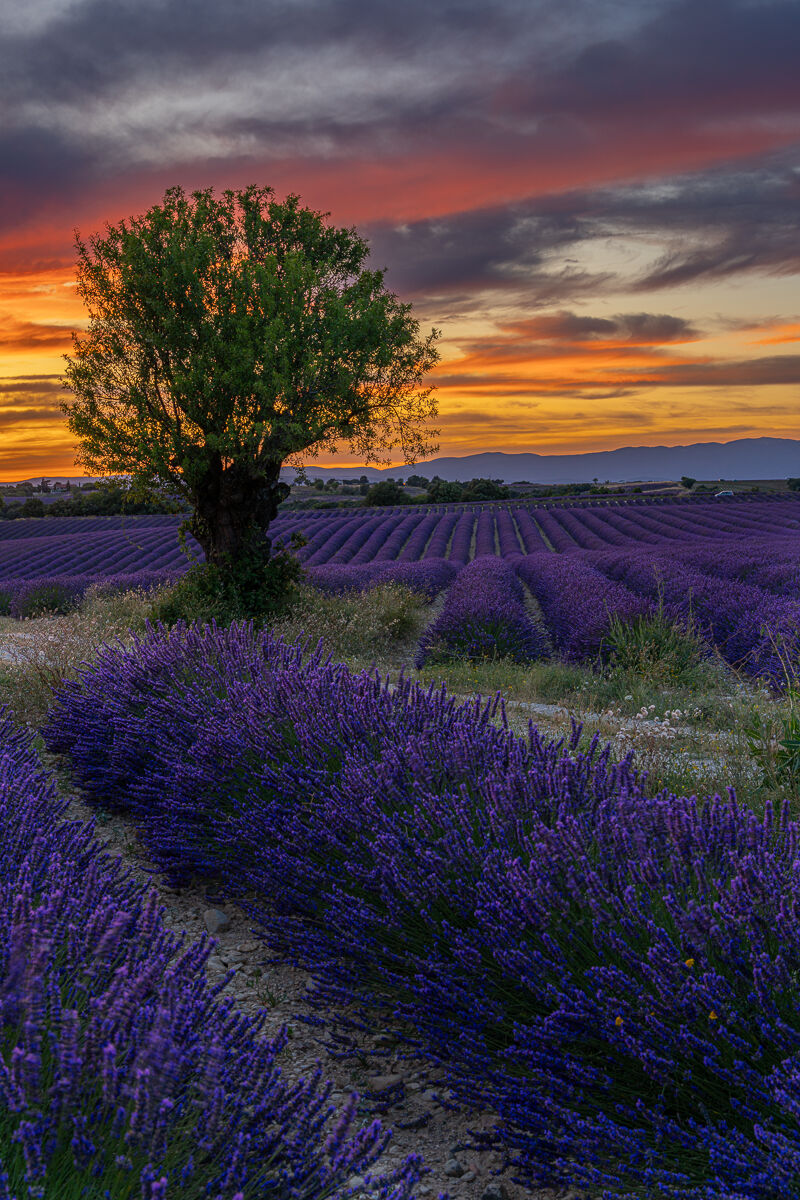 Campo al Tramonto...