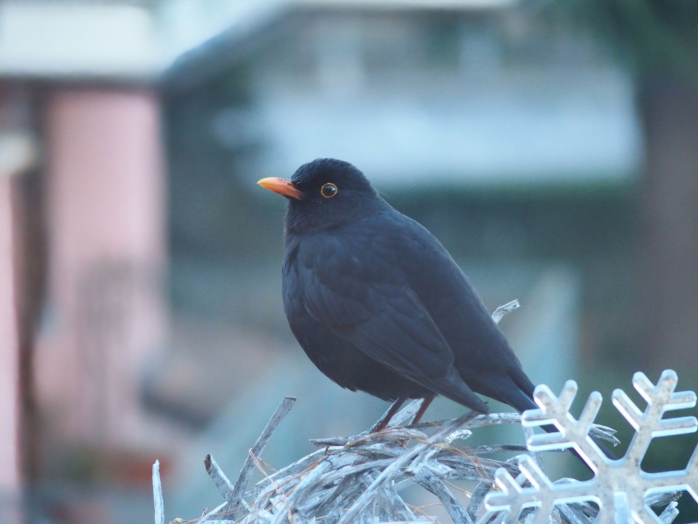 The male blackbird ...
