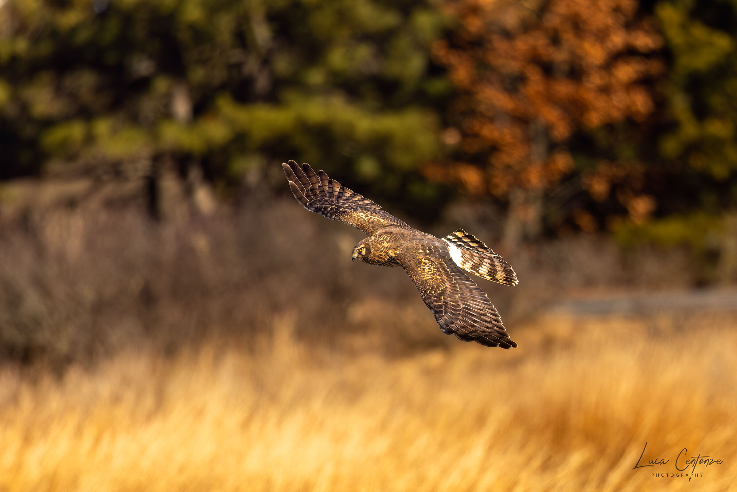 Northern Harrier (Circus hudsonius) on the hunt ...
