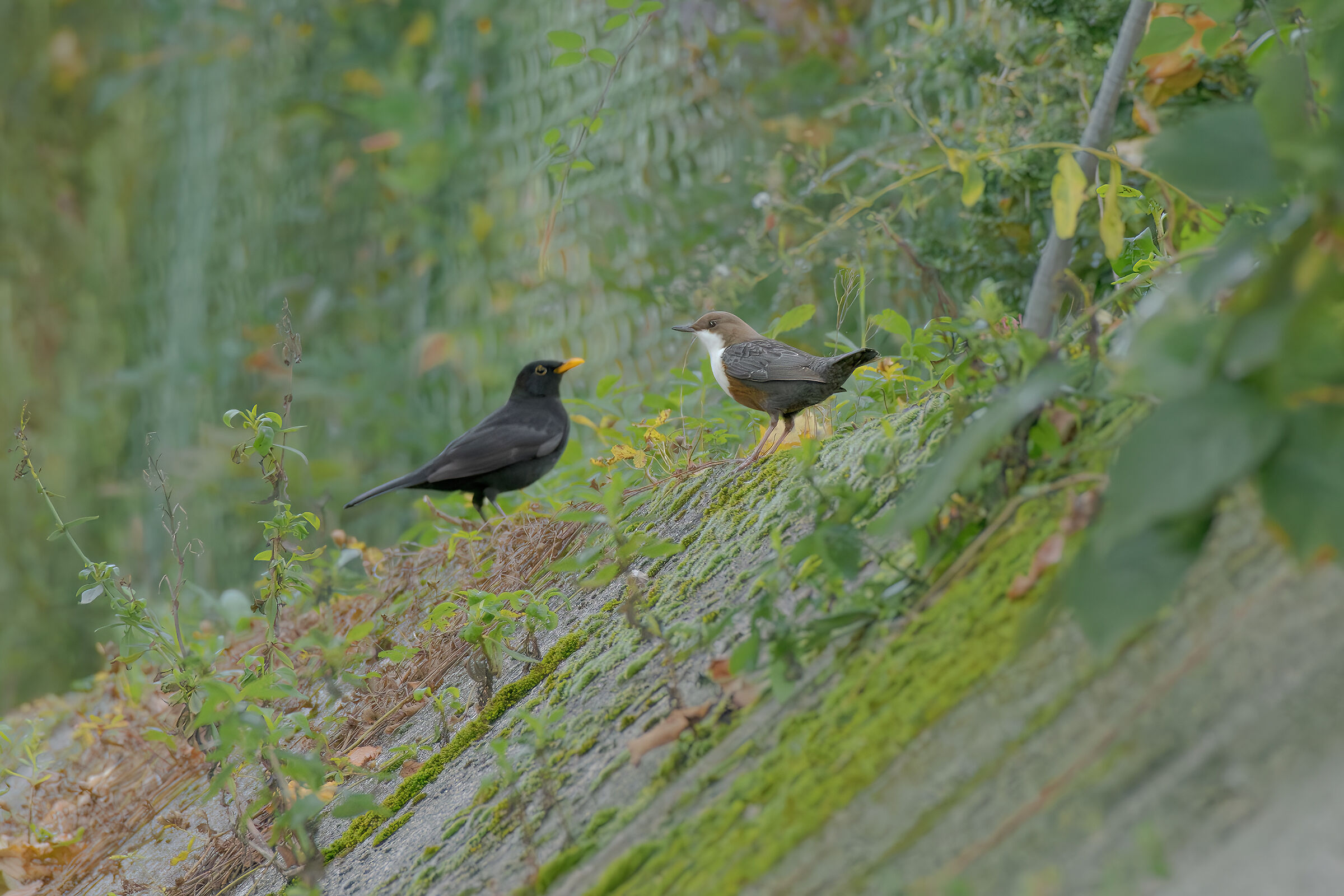Different blackbirds...