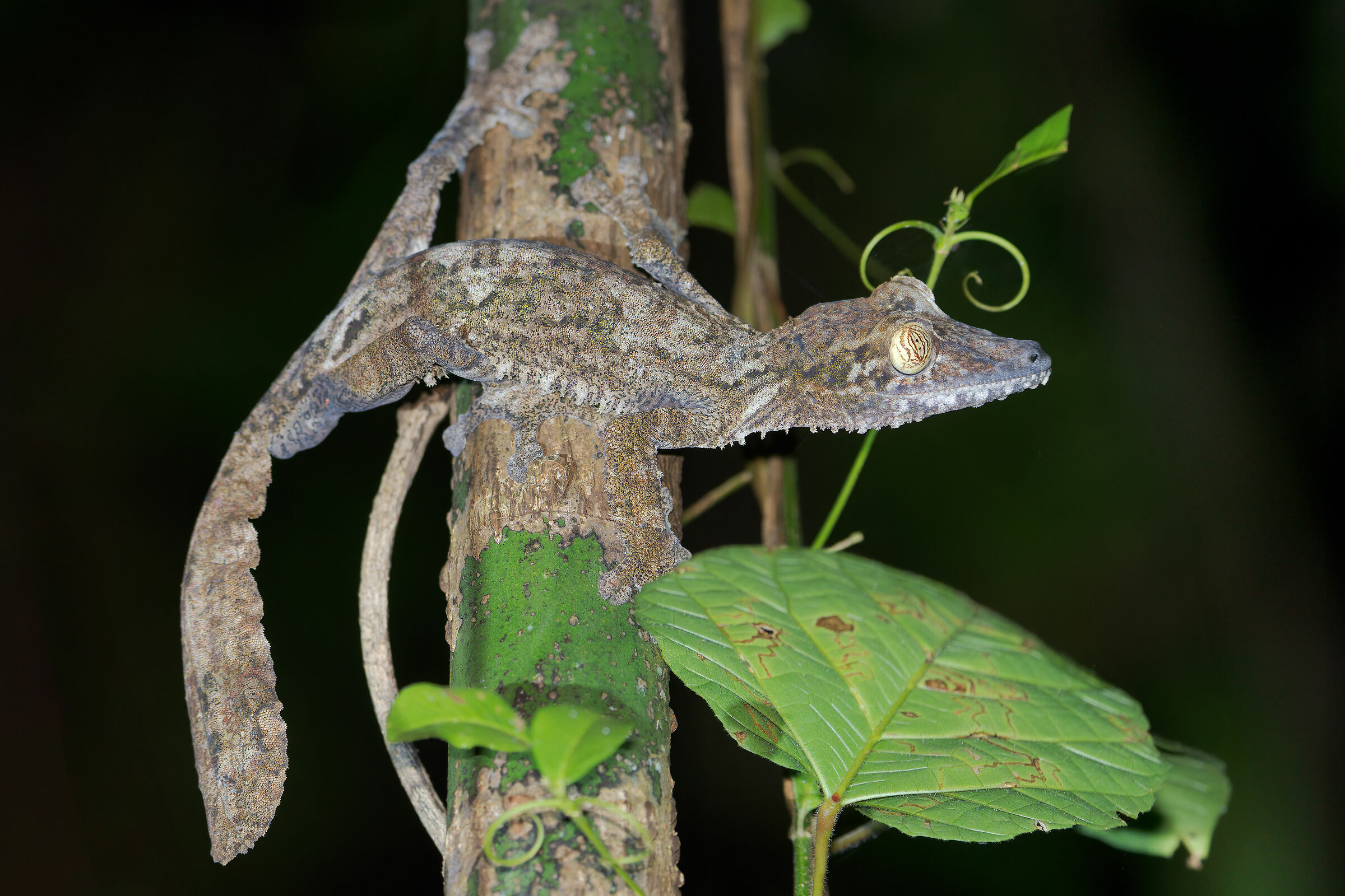 Common flat-tailed gecko ...
