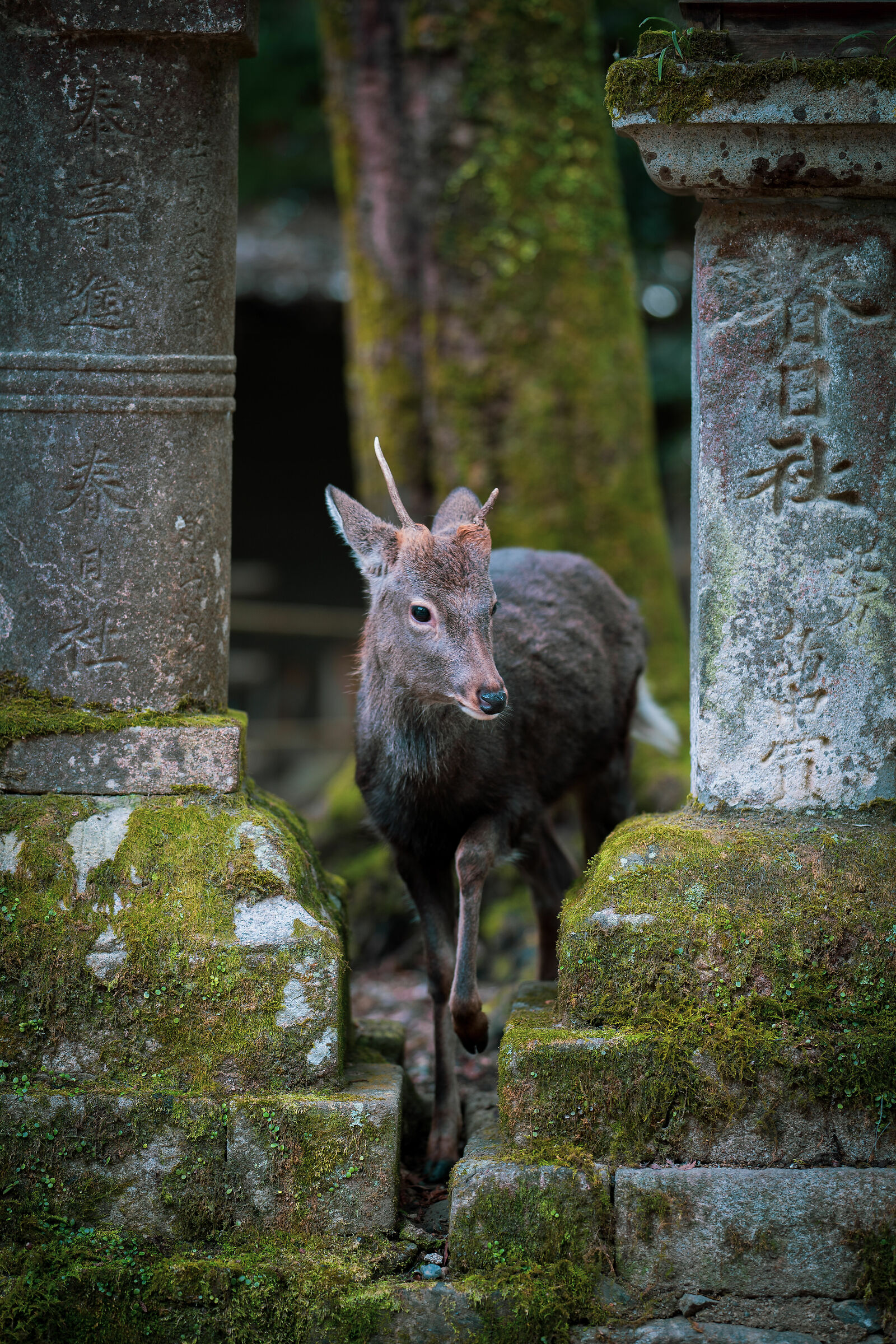 Nara fallow deer...
