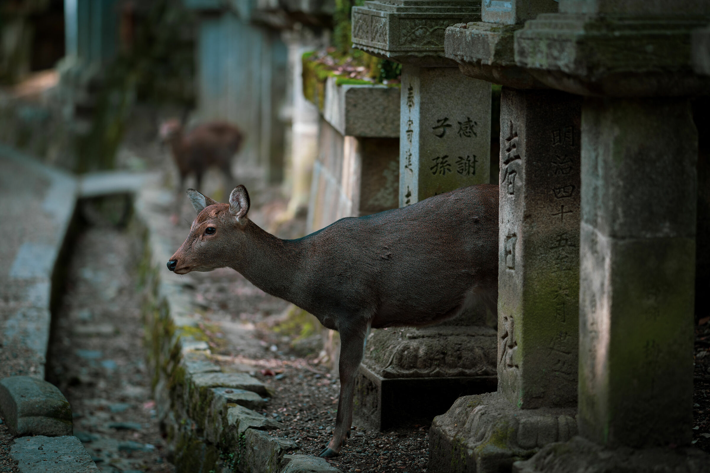 Deer of Nara 3...