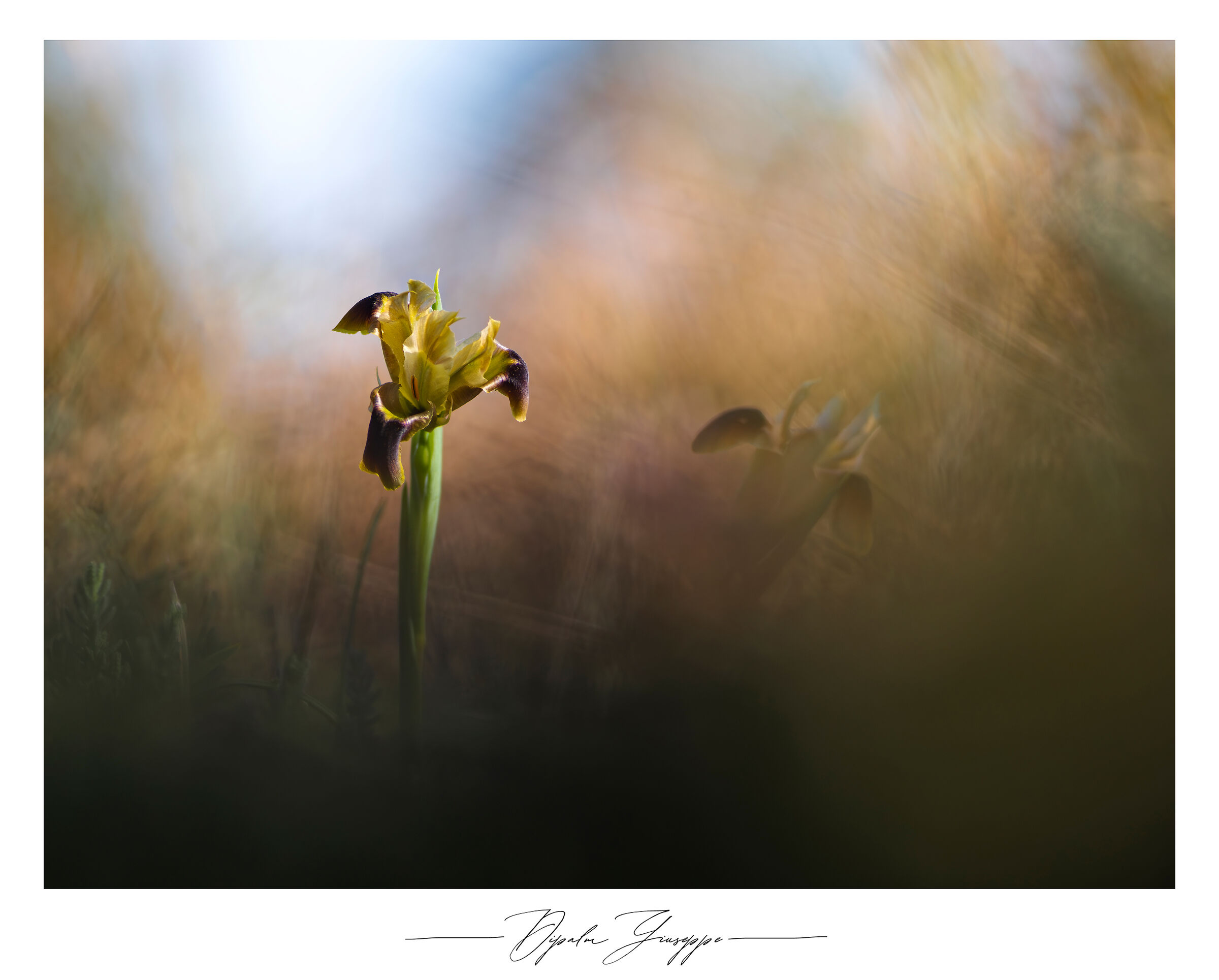 Tuberous iris...