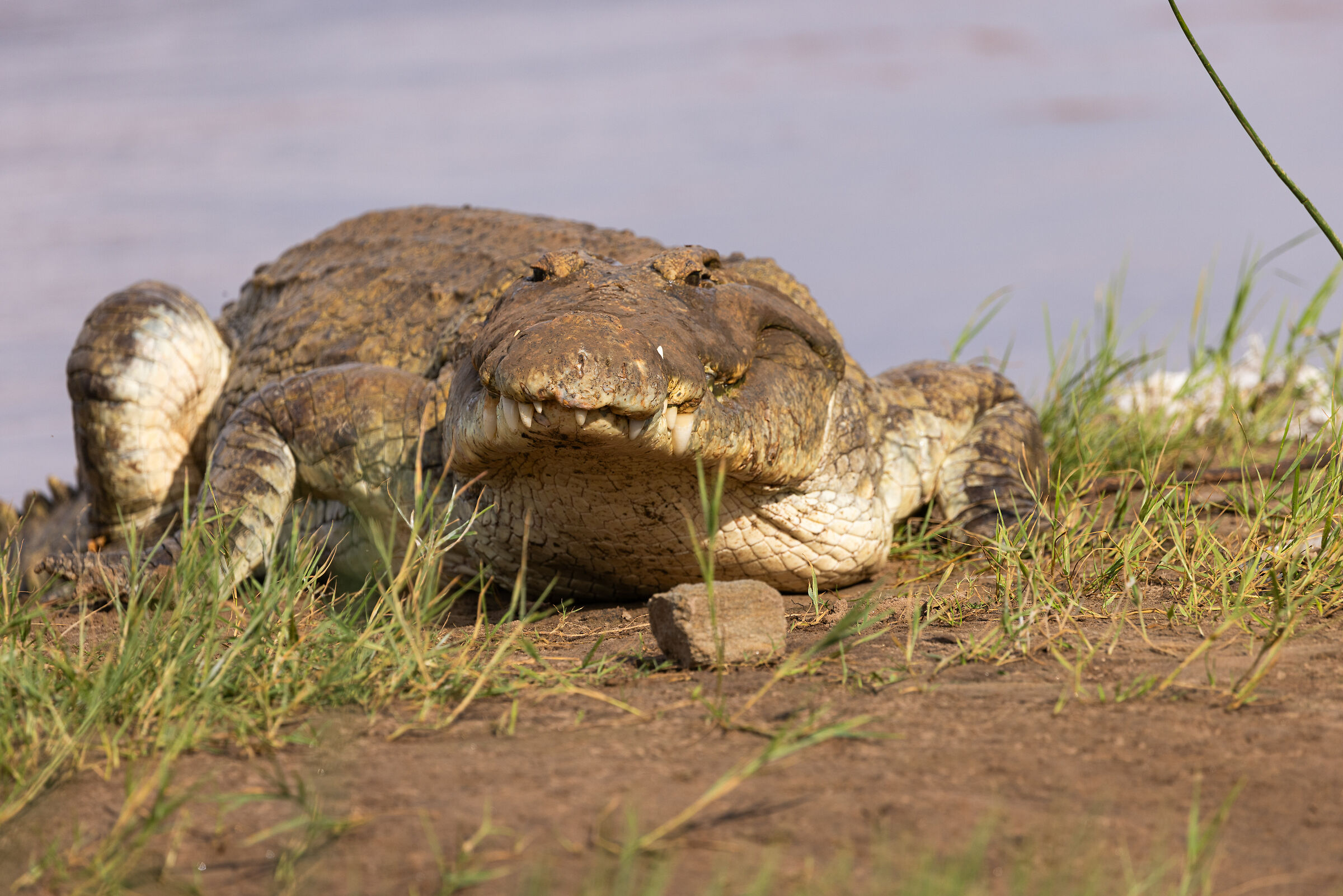 Crocodile on Galana river...