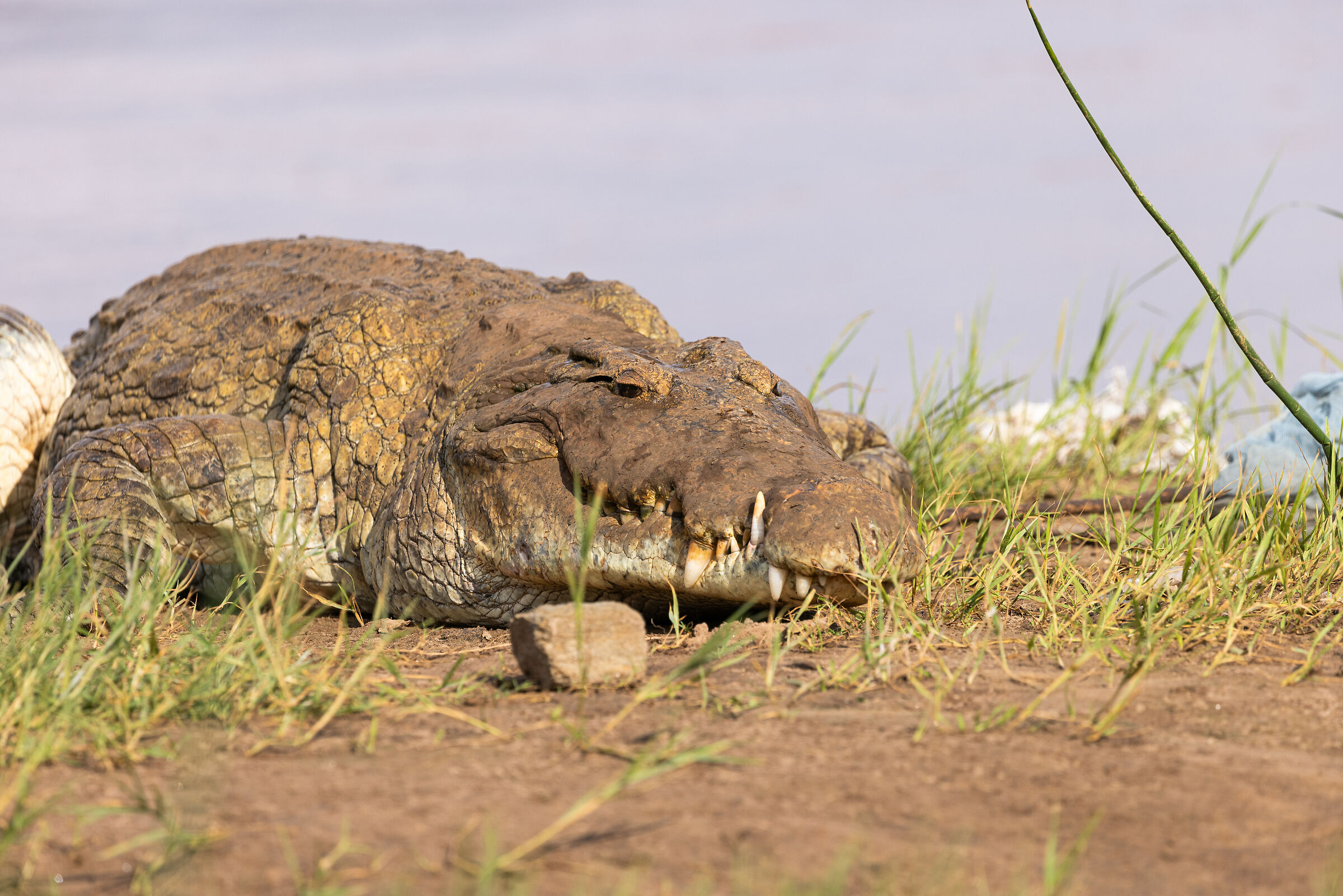 Crocodile on Galana river...