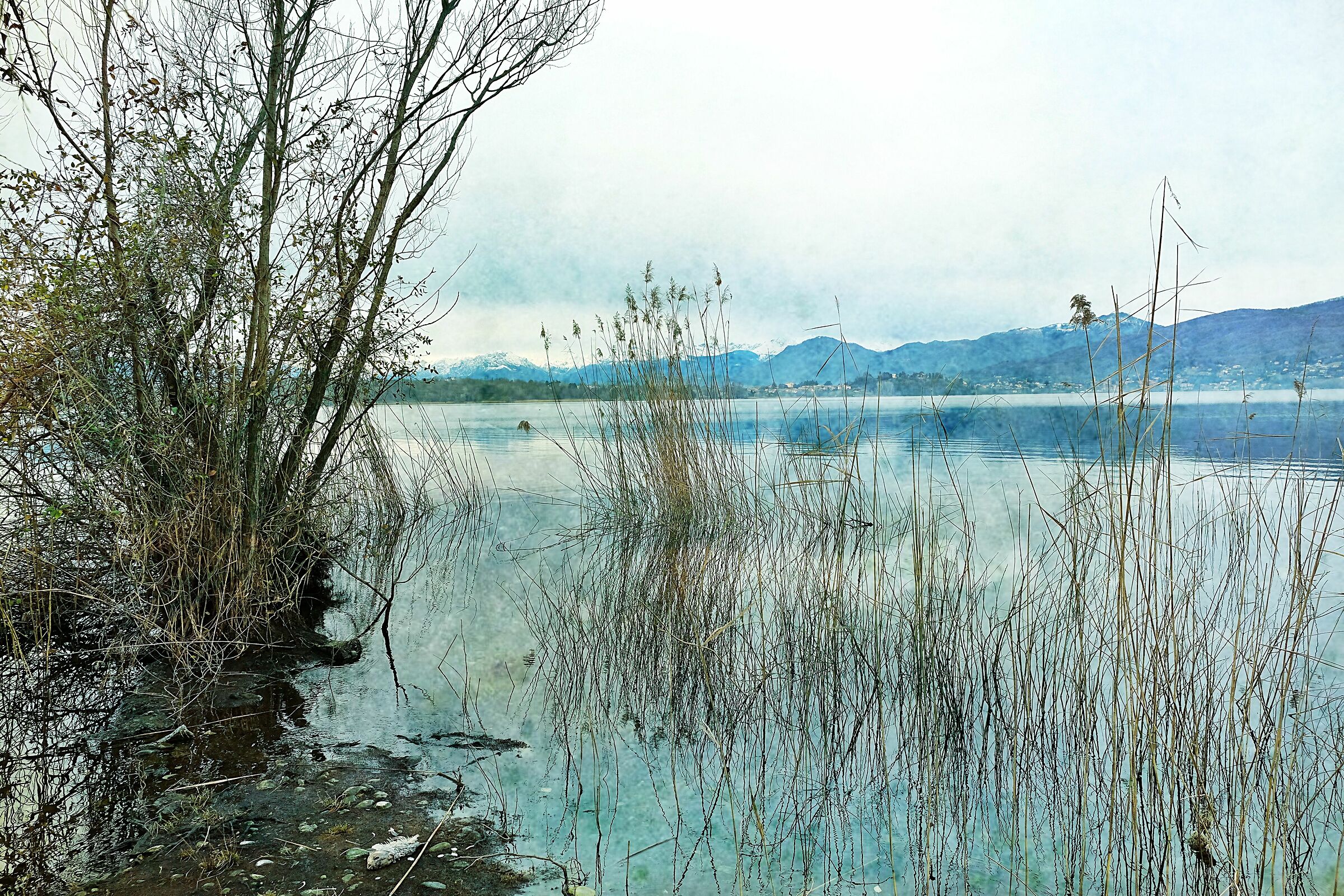 Reeds : Lake Varese ...