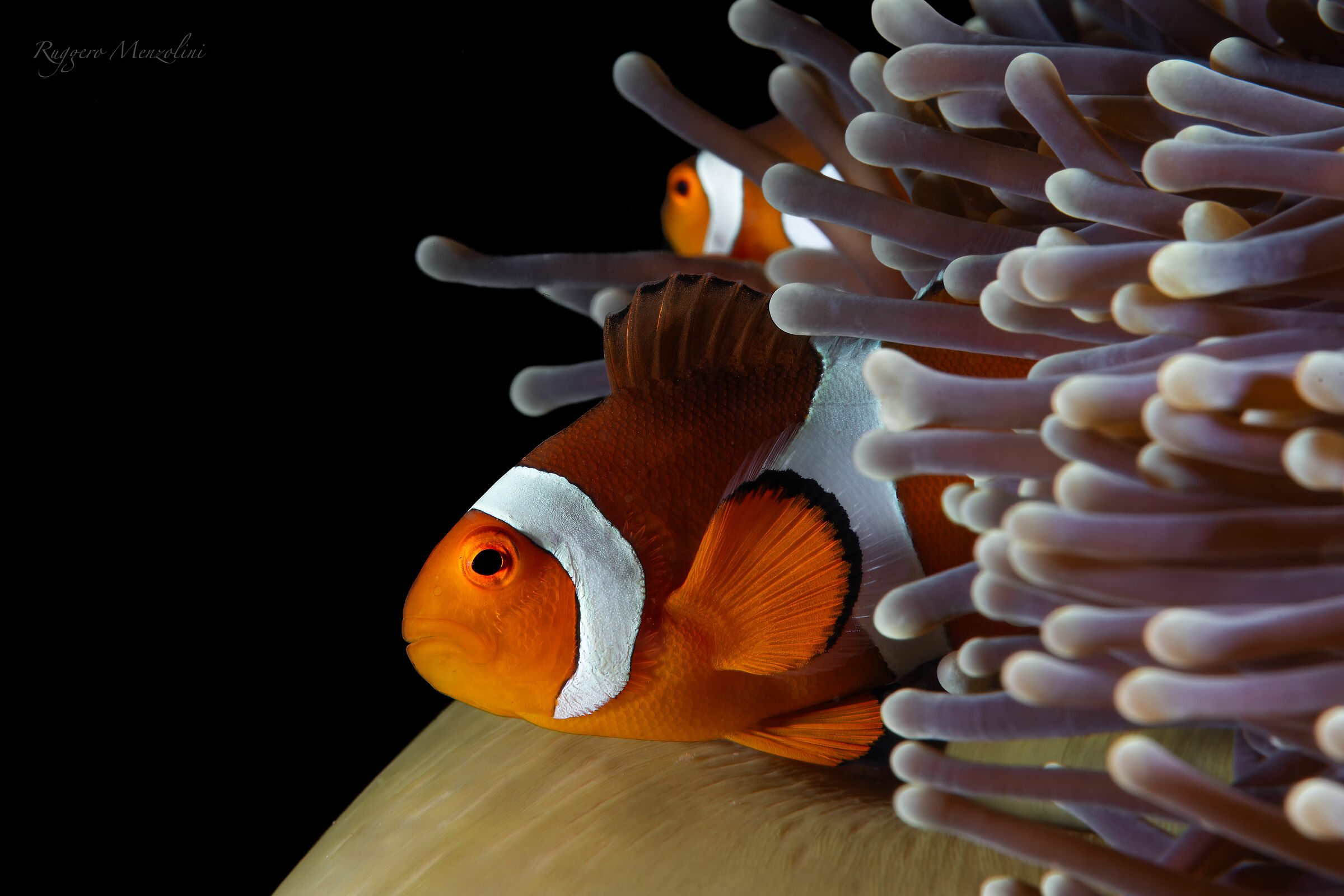 Anemone and Clown...