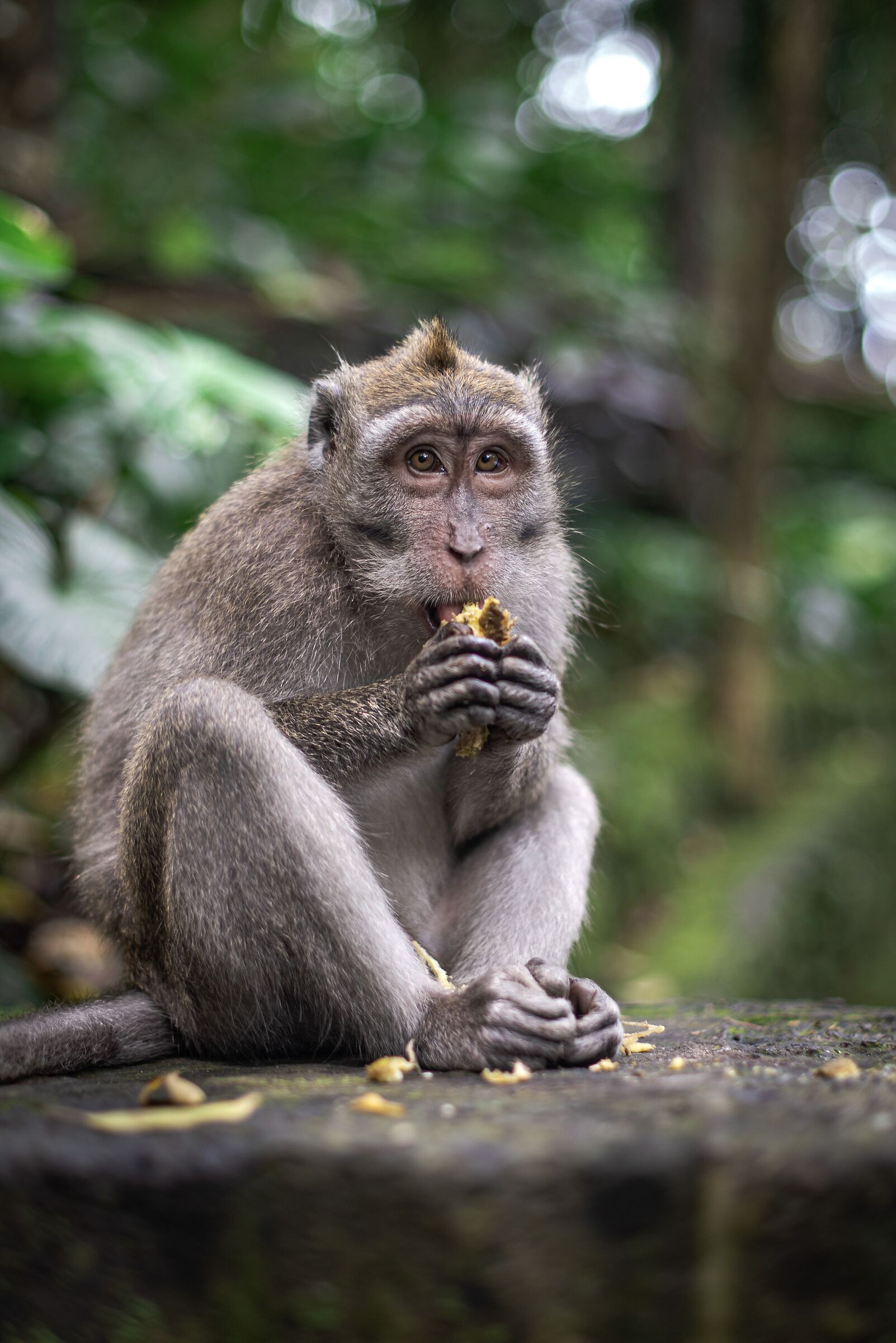 Scimmie di Ubud...