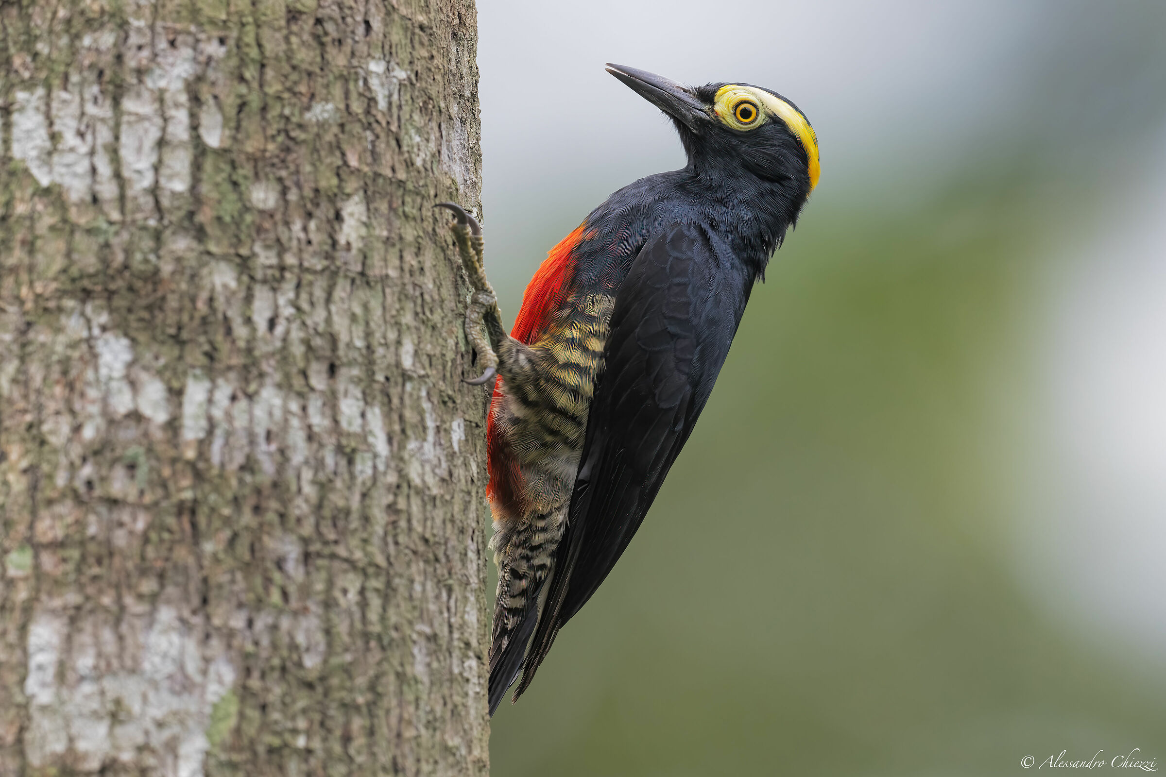 Yellow-tufted woodpecker...