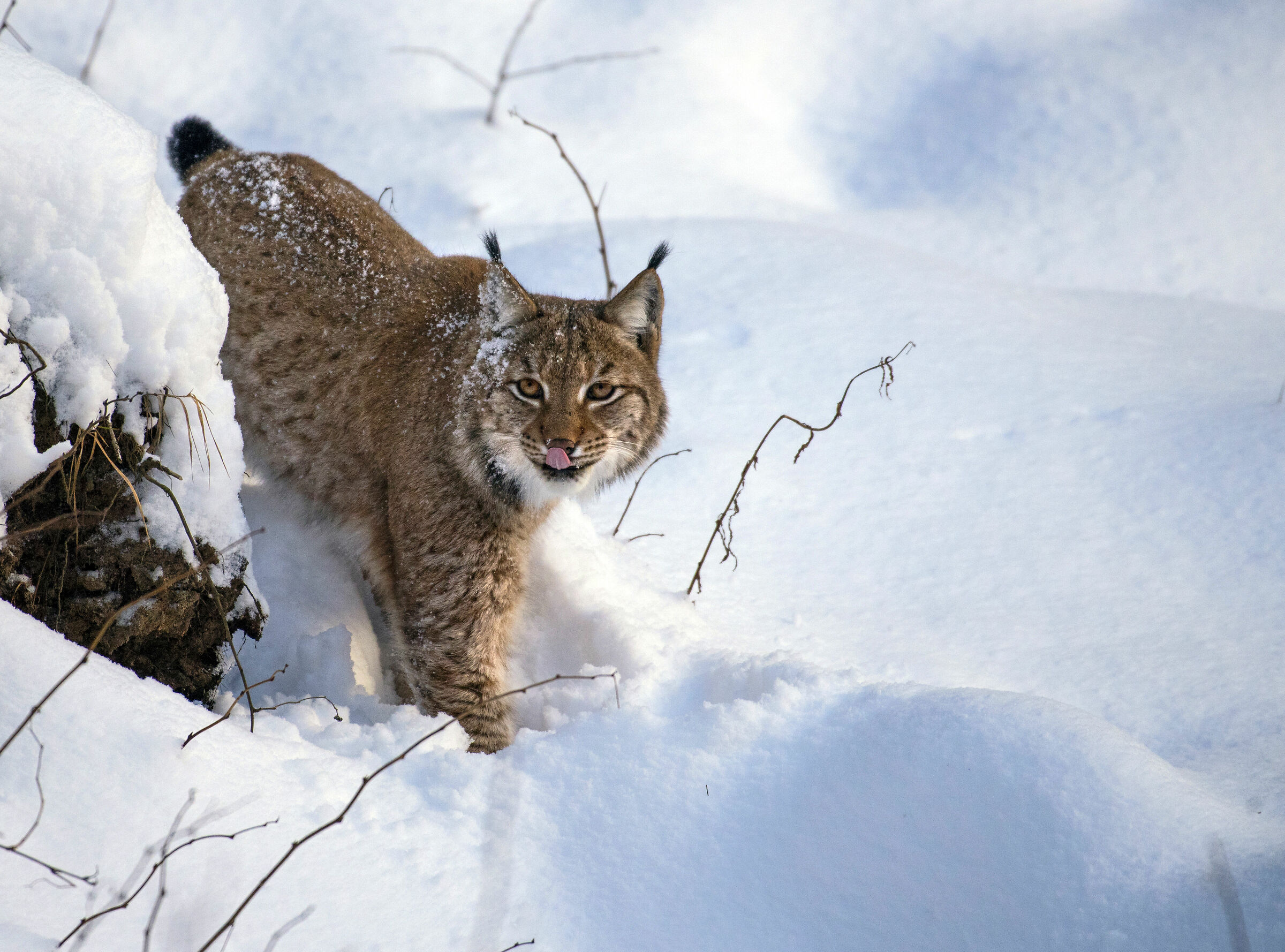 Lince...