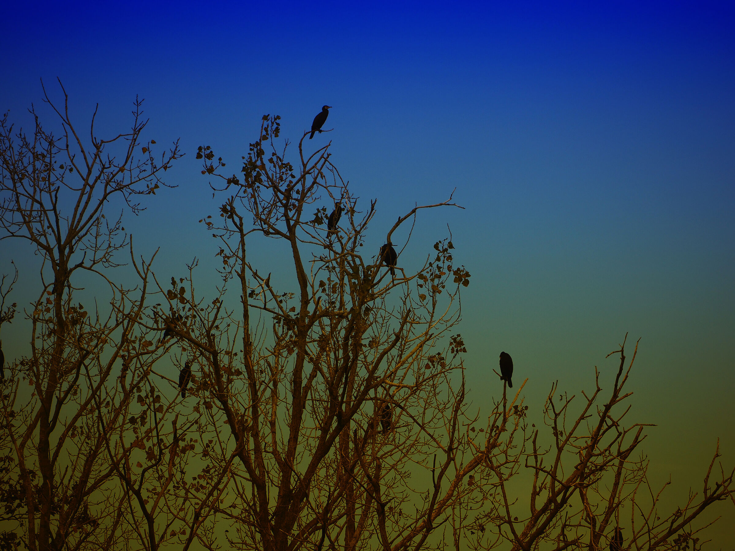 Cormorants on tree...